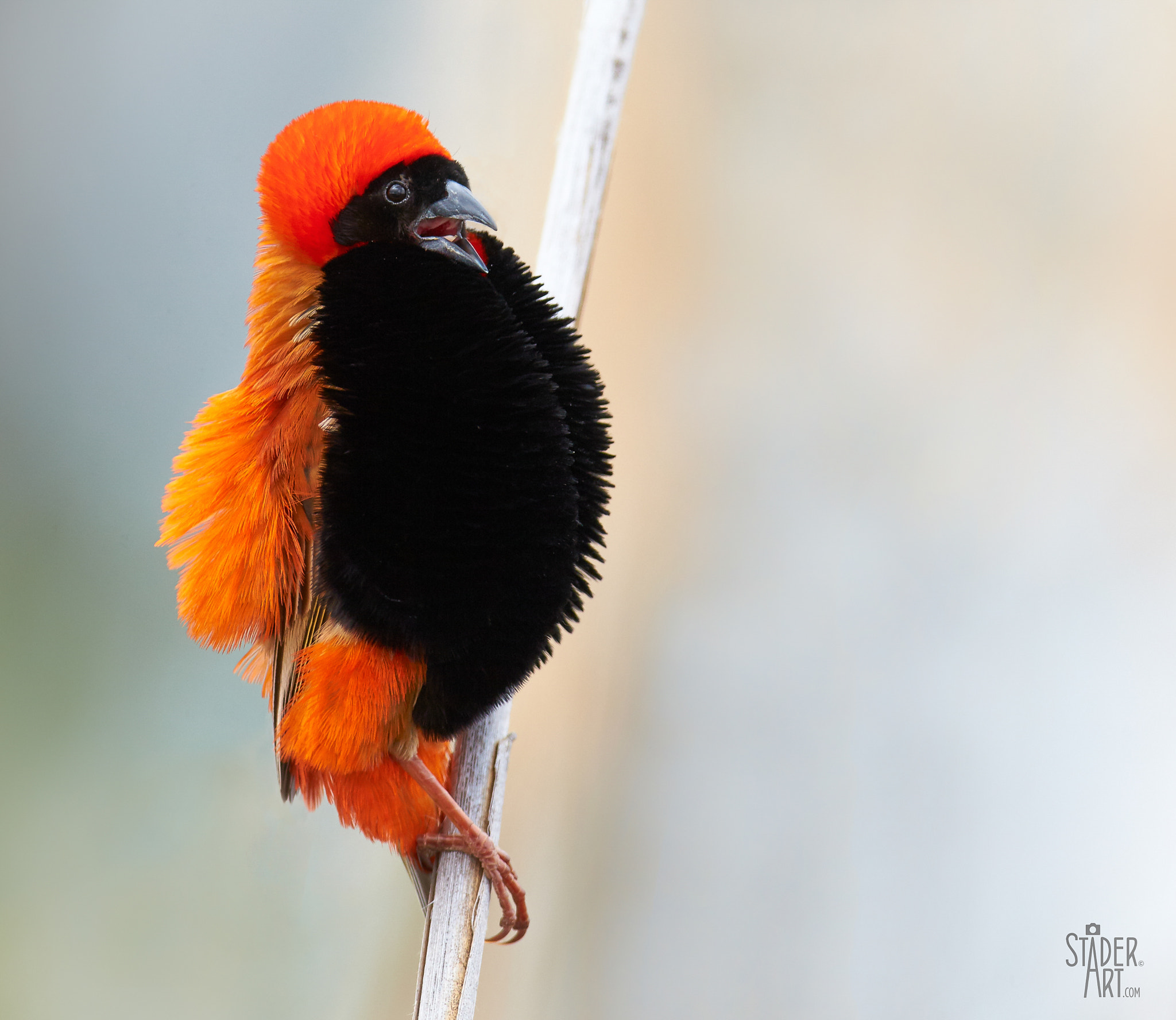 Canon EF 400mm F2.8L IS II USM sample photo. Southern red bishop photography