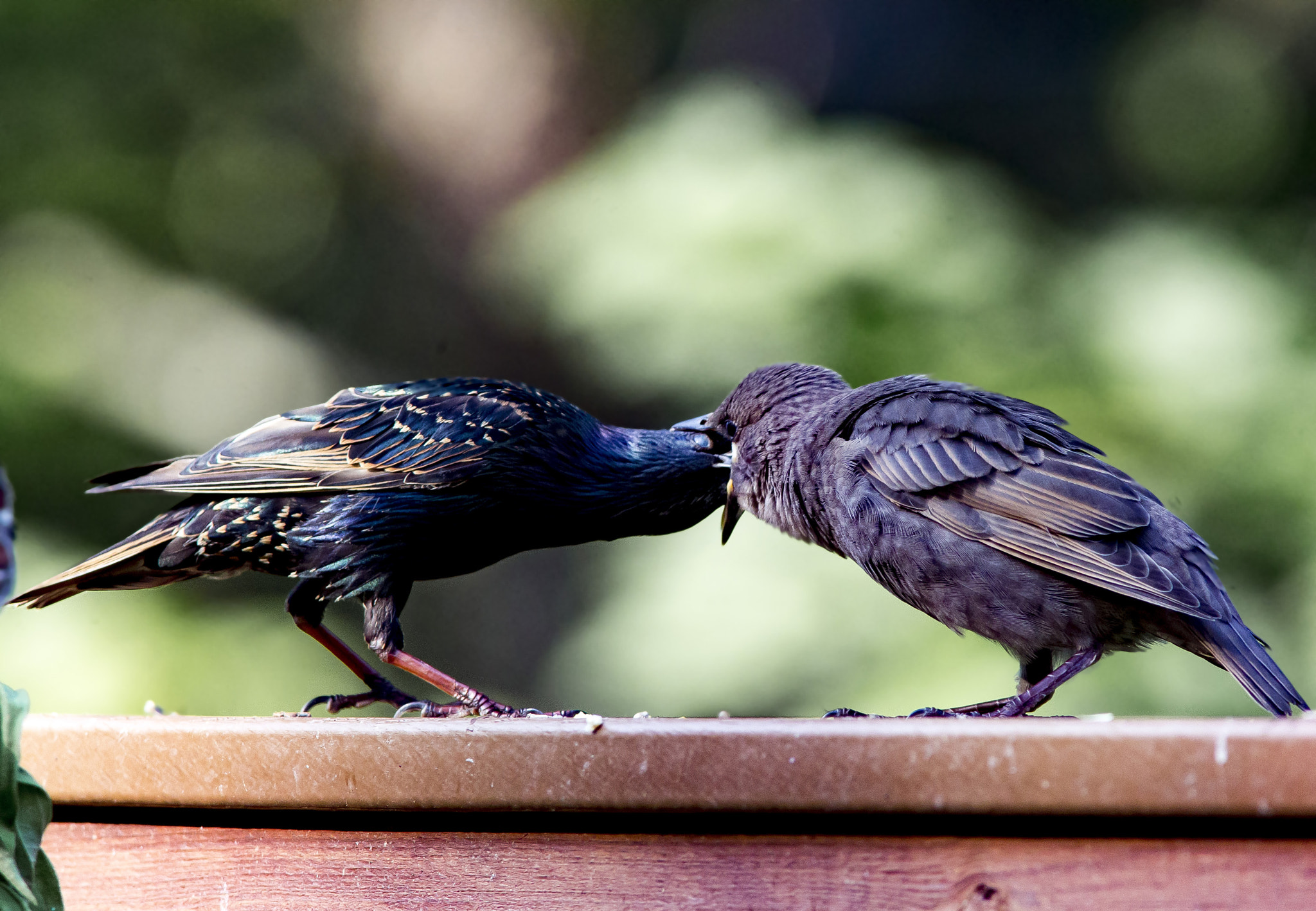 Canon EF 300mm F4L IS USM sample photo. I think this is going a little too far. photography