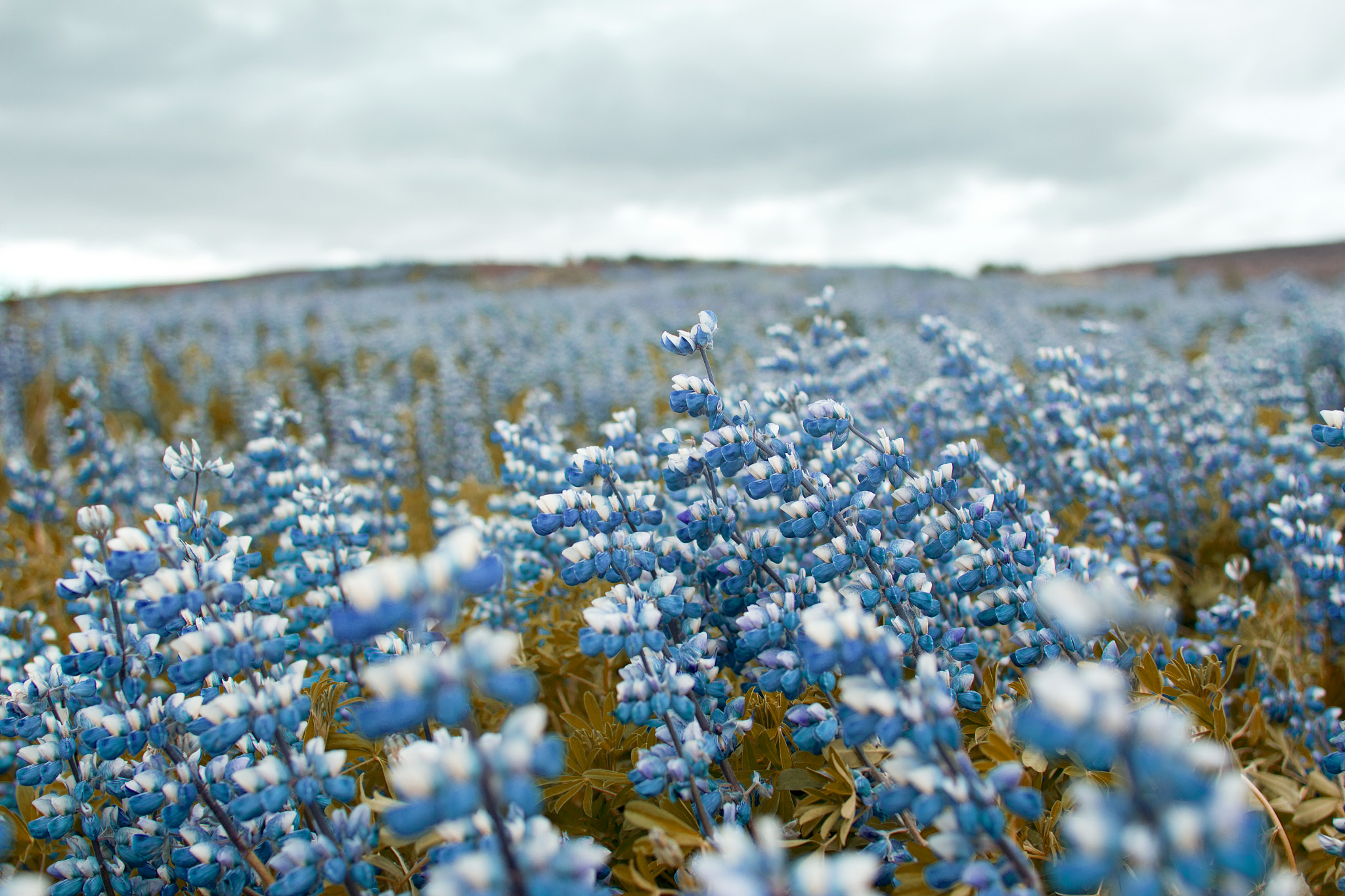Canon EF 28mm F1.8 USM sample photo. Lupines photography