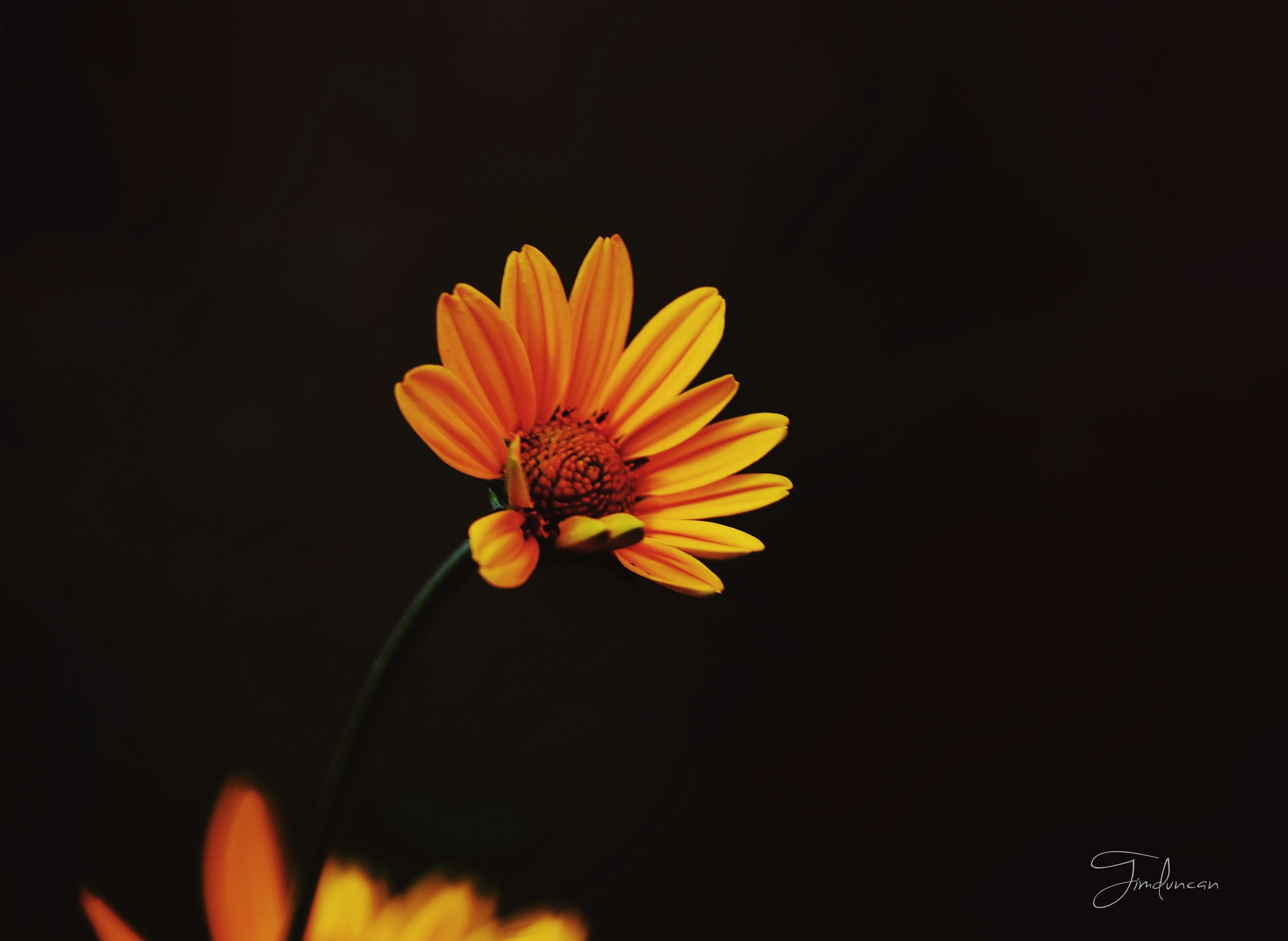 Manual Lens No CPU sample photo. + photography