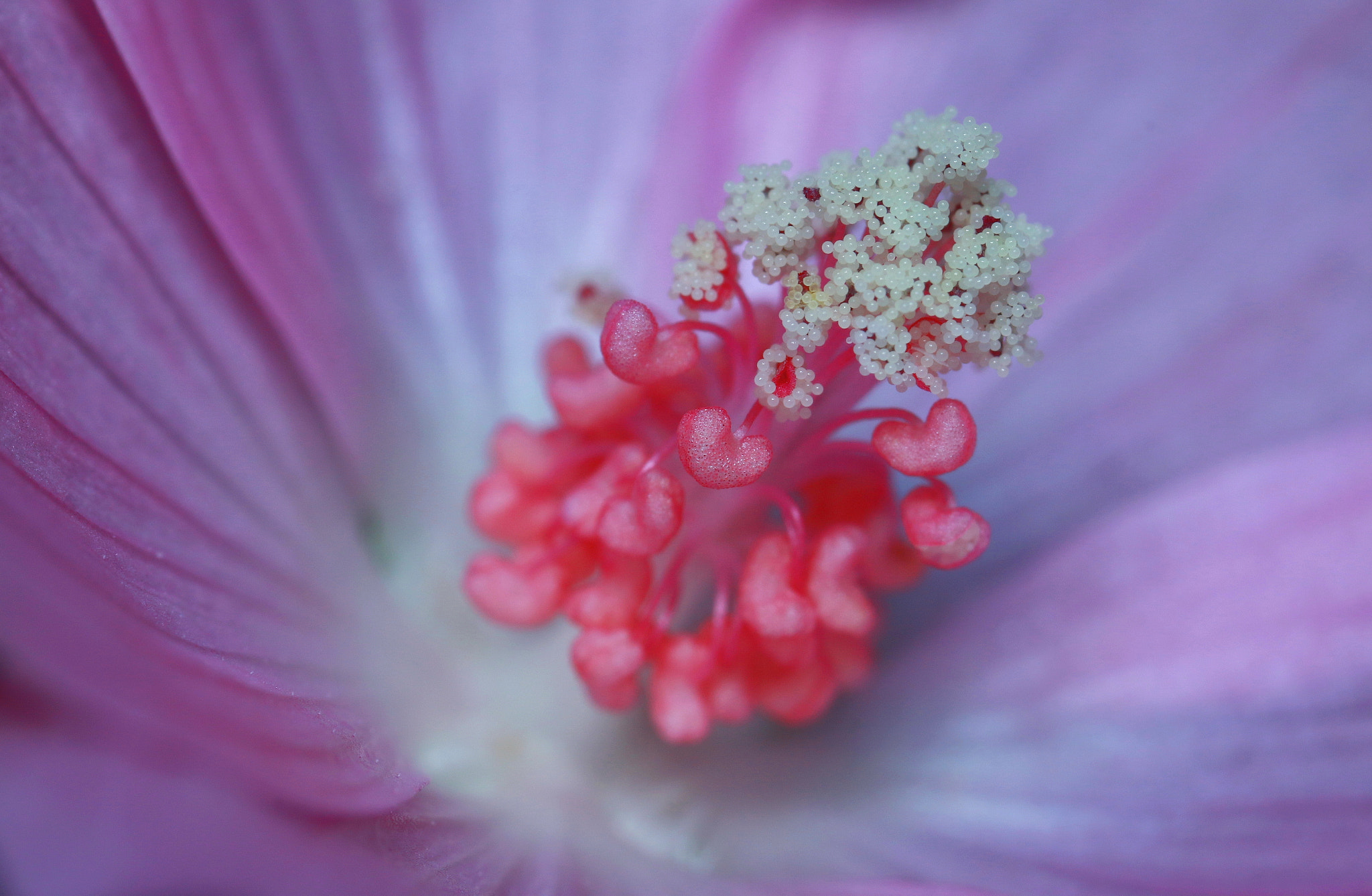 Canon MP-E 65mm F2.5 1-5x Macro Photo sample photo