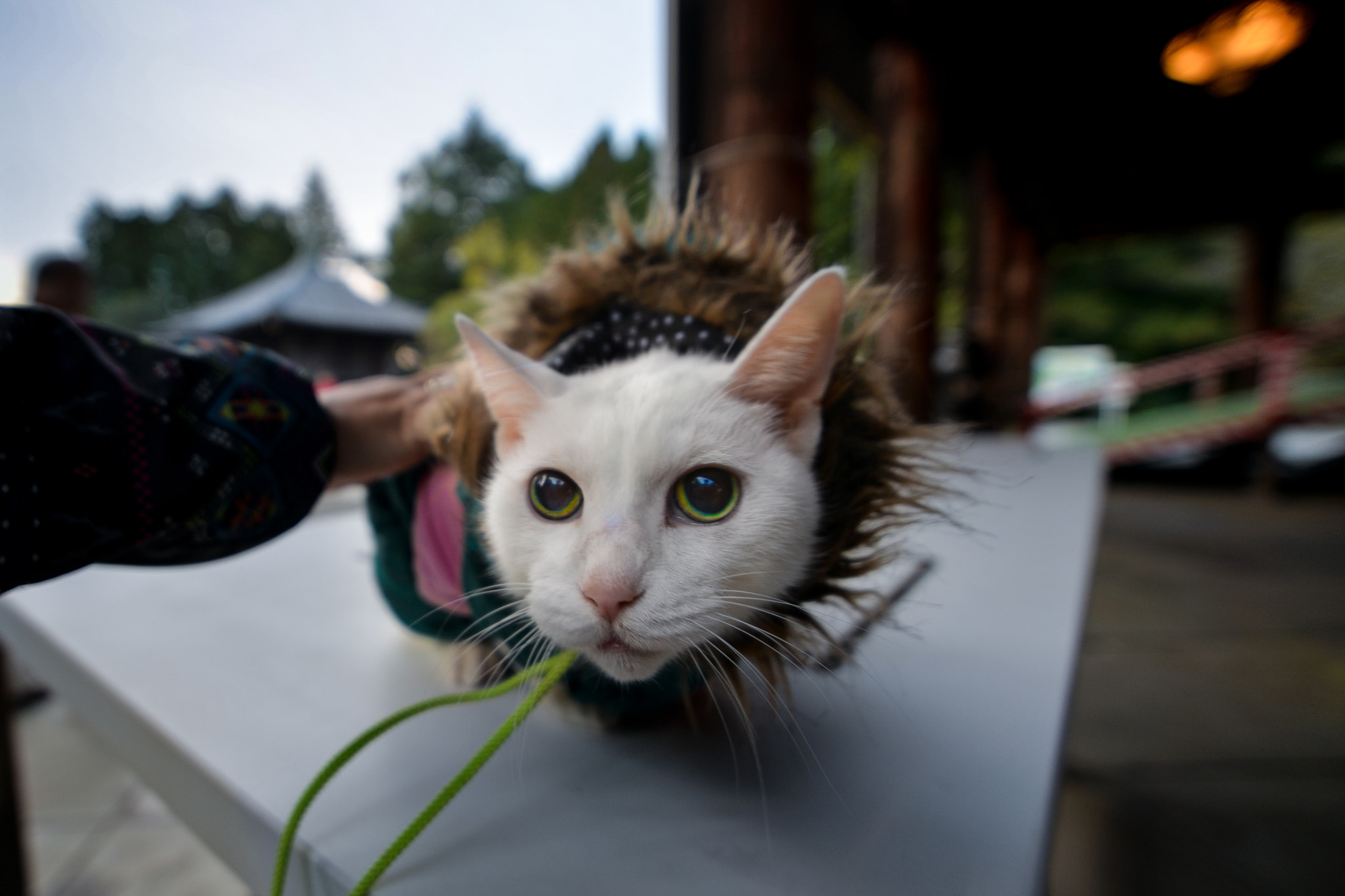 Nikon D610 + Sigma 14mm F2.8 EX Aspherical HSM sample photo. Chat dans un temple photography