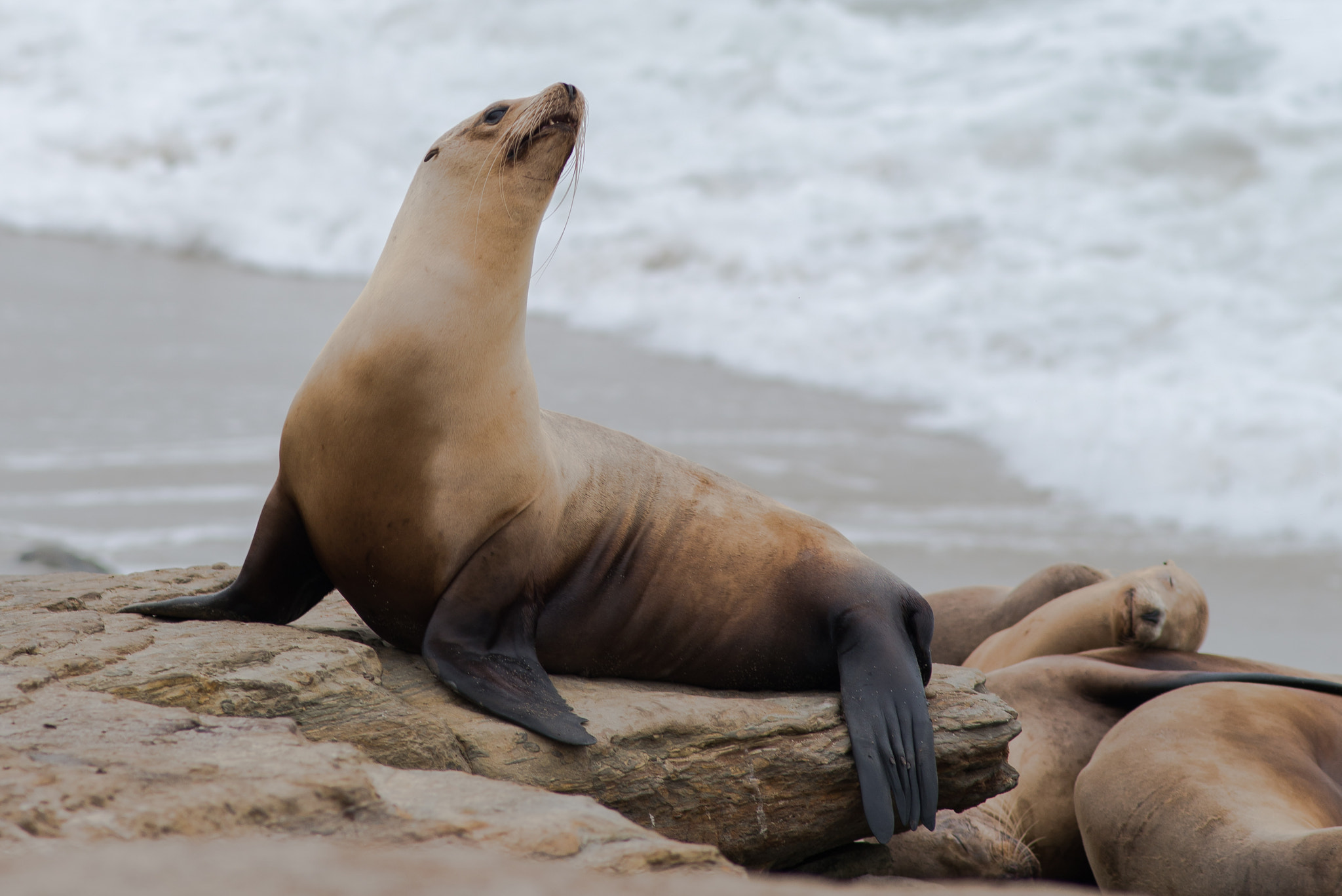 Nikon D800E + Nikon AF Nikkor 180mm F2.8D ED-IF sample photo. La jolla photography