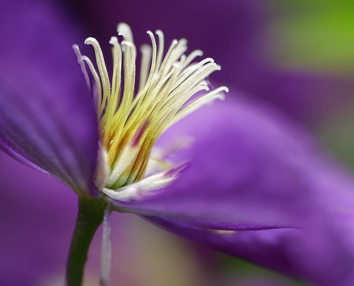Panasonic Lumix G Vario 45-200mm F4-5.6 OIS sample photo. Clematis photography