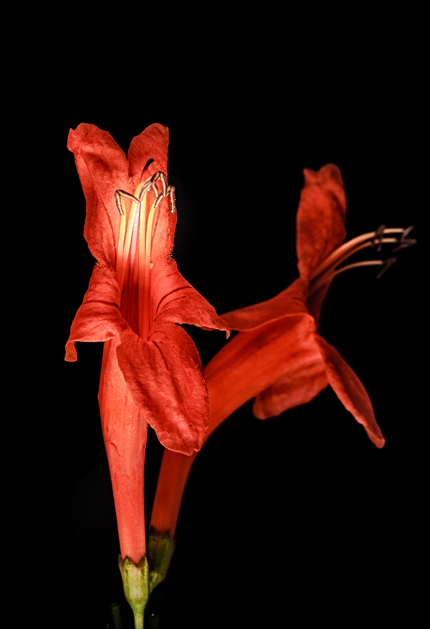Nikon D40X sample photo. Orange glow photography