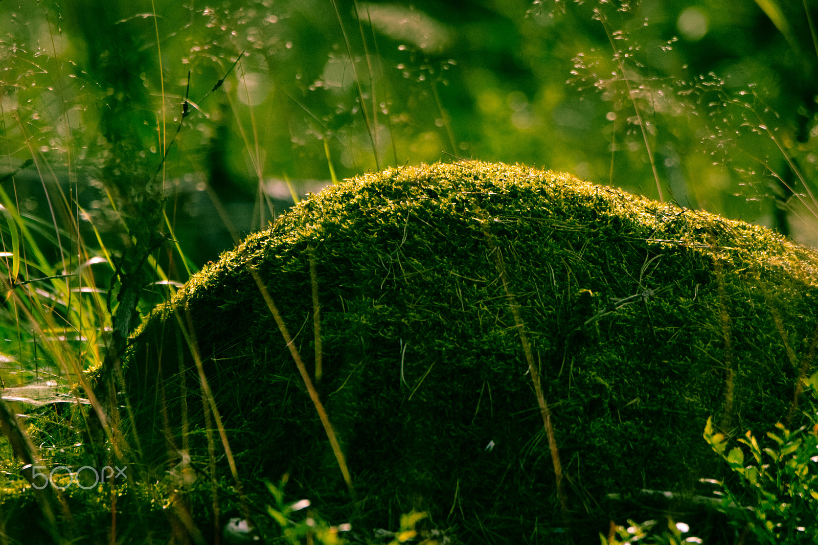 Tamron SP 150-600mm F5-6.3 Di VC USD sample photo. Rockpillow photography