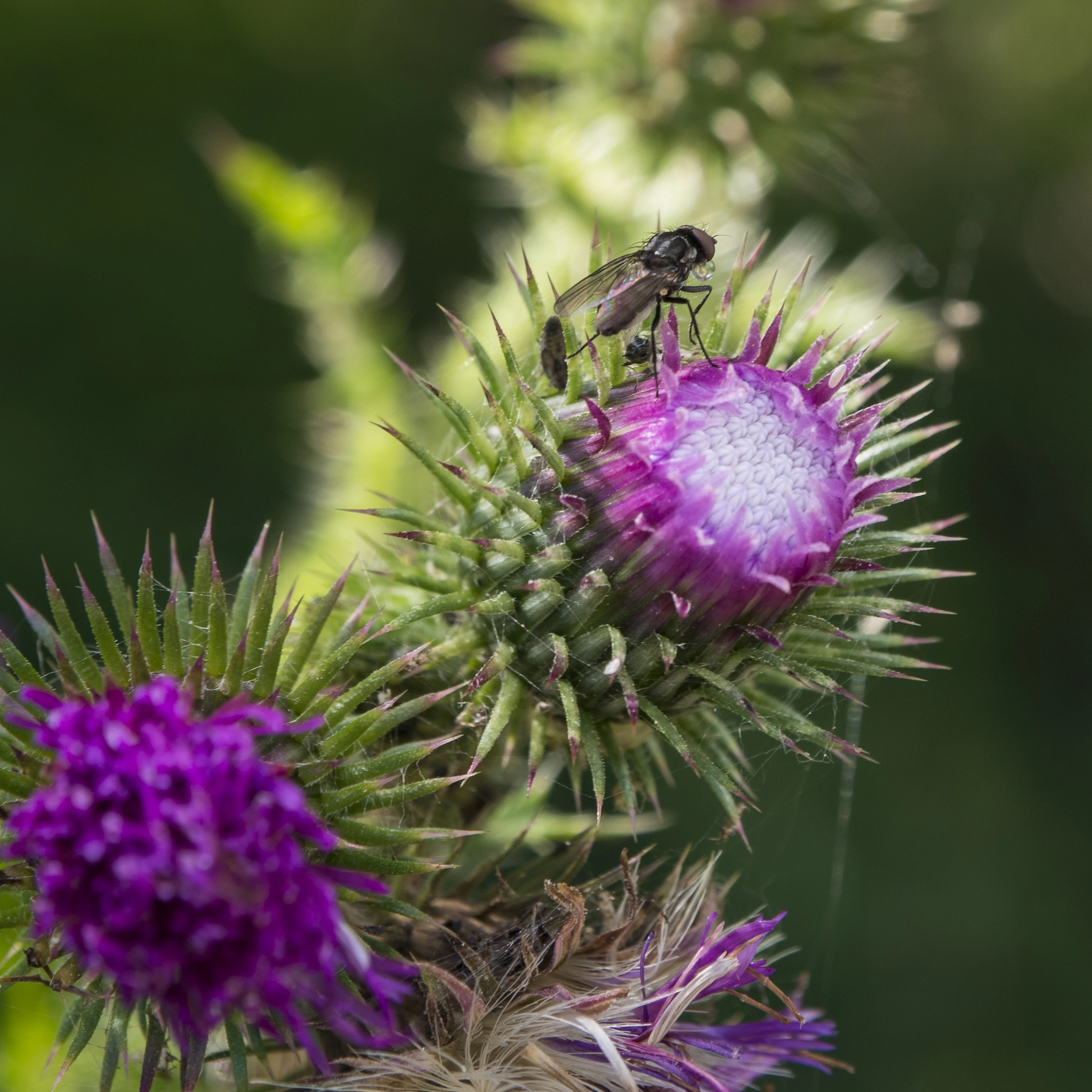 Panasonic Lumix DMC-GX8 + OLYMPUS M.12-50mm F3.5-6.3 sample photo. Distel mit fliege photography