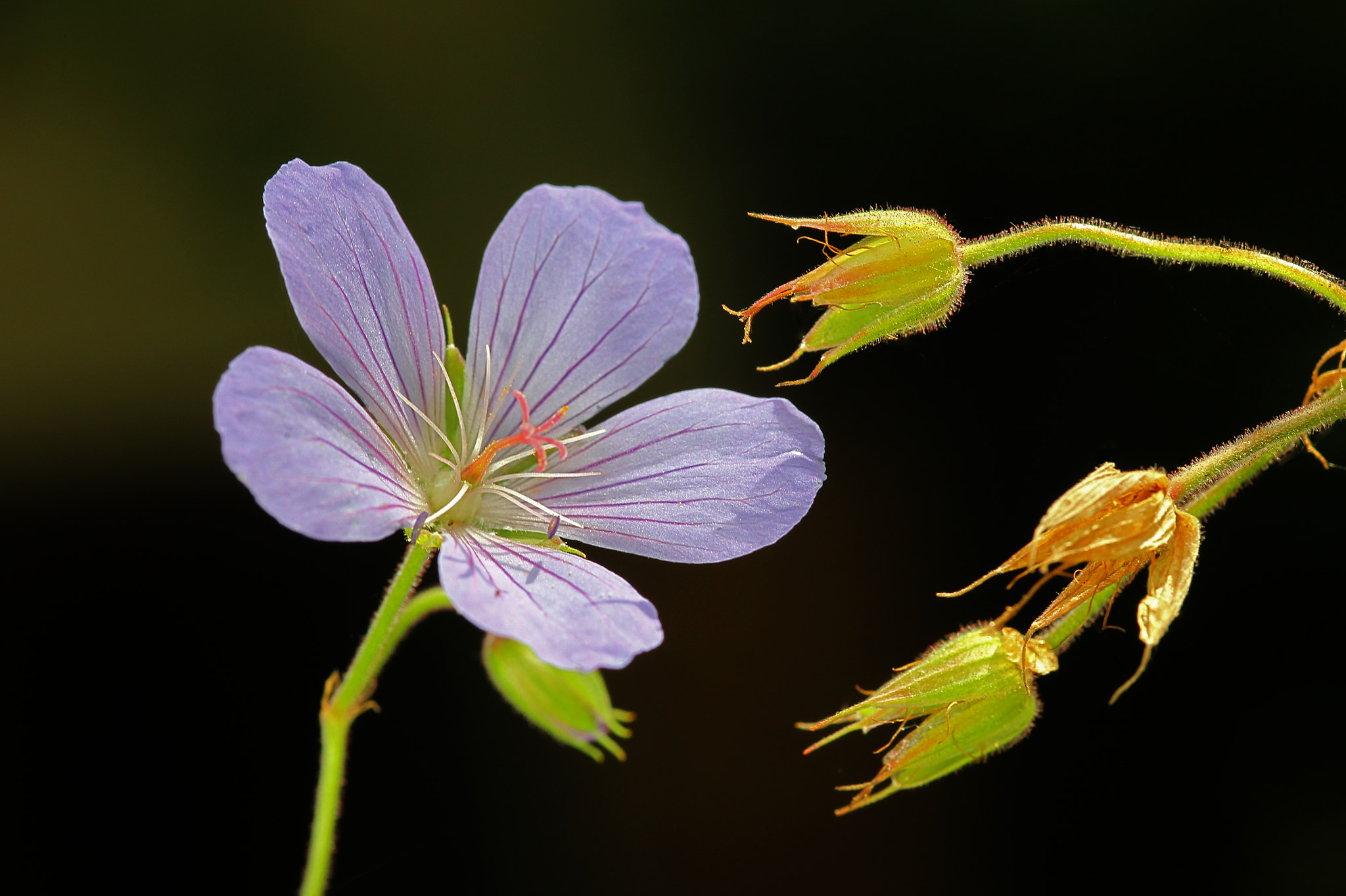 Sigma 105mm F2.8 EX DG Macro sample photo. Flower power fighting photography