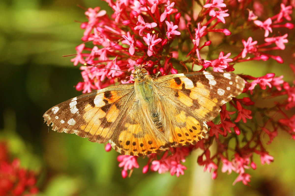 Canon EF 100mm F2.8 Macro USM sample photo. Butterfly photography