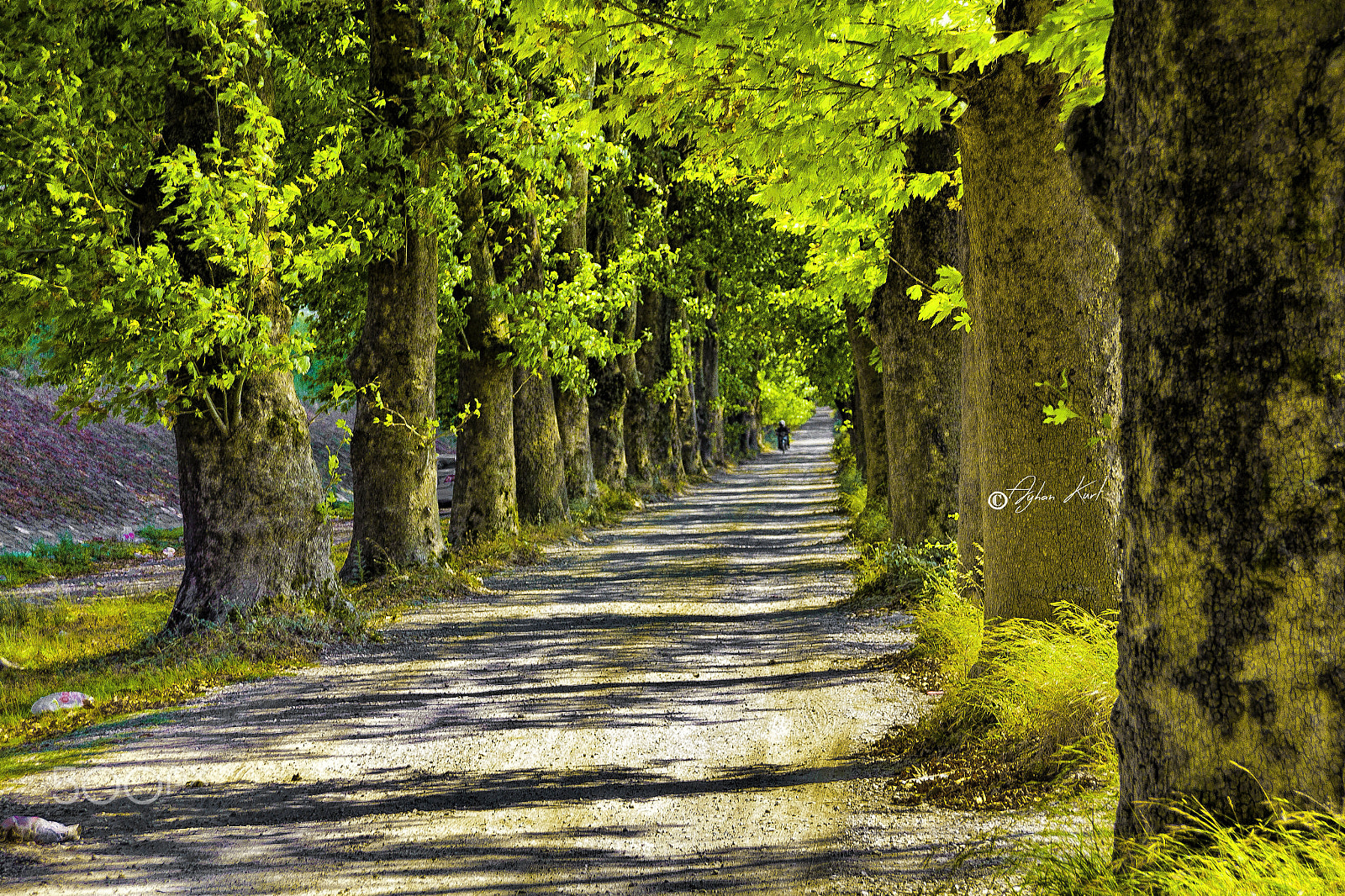 Sigma 18-250mm F3.5-6.3 DC OS HSM sample photo. Green way photography