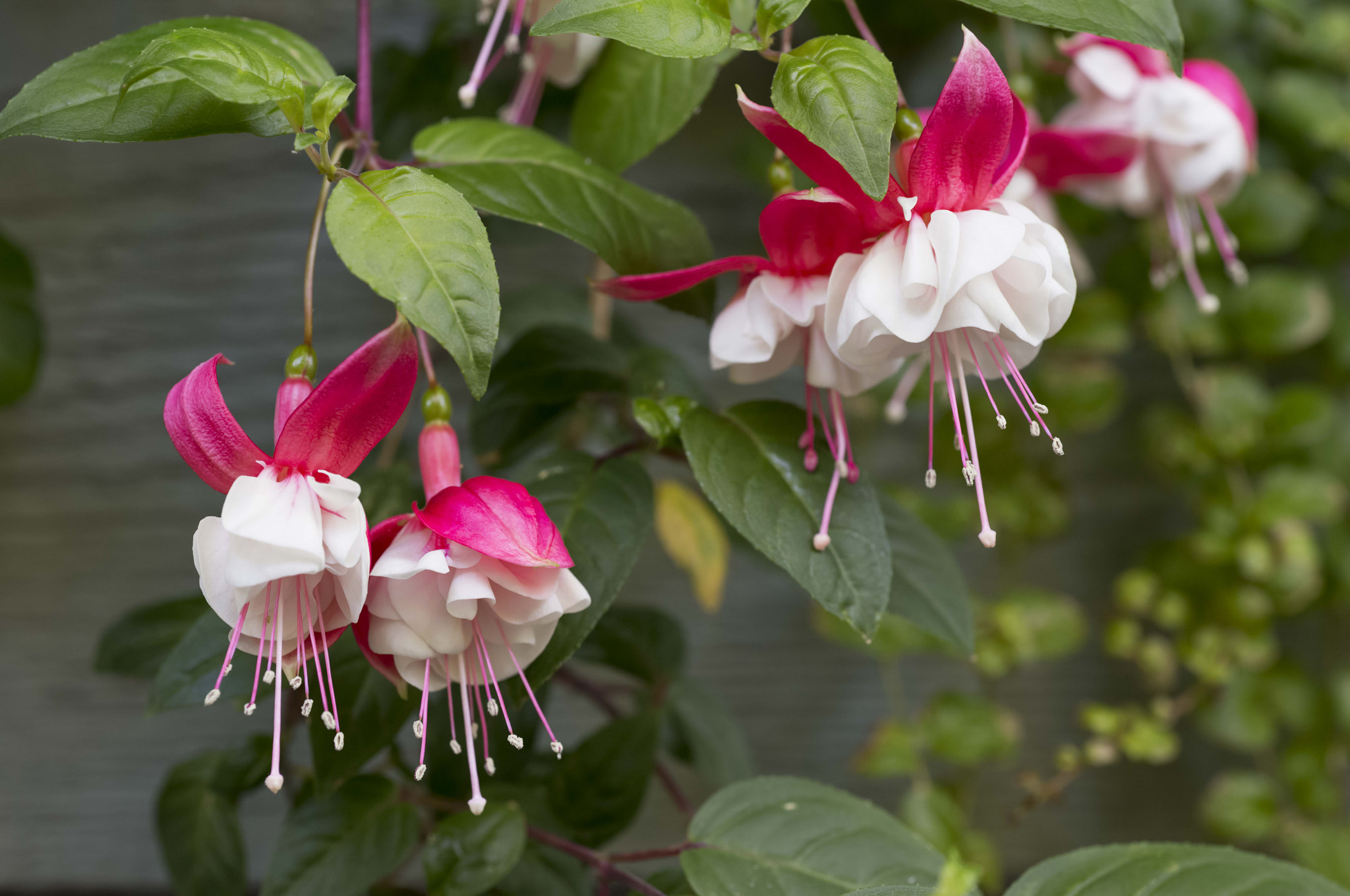 Apo-Macro-Summarit-S 120 sample photo. Fuschia (of ) photography