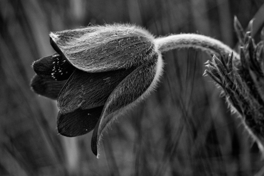 Sigma 105mm F2.8 EX DG OS HSM sample photo. Pulsatilla photography