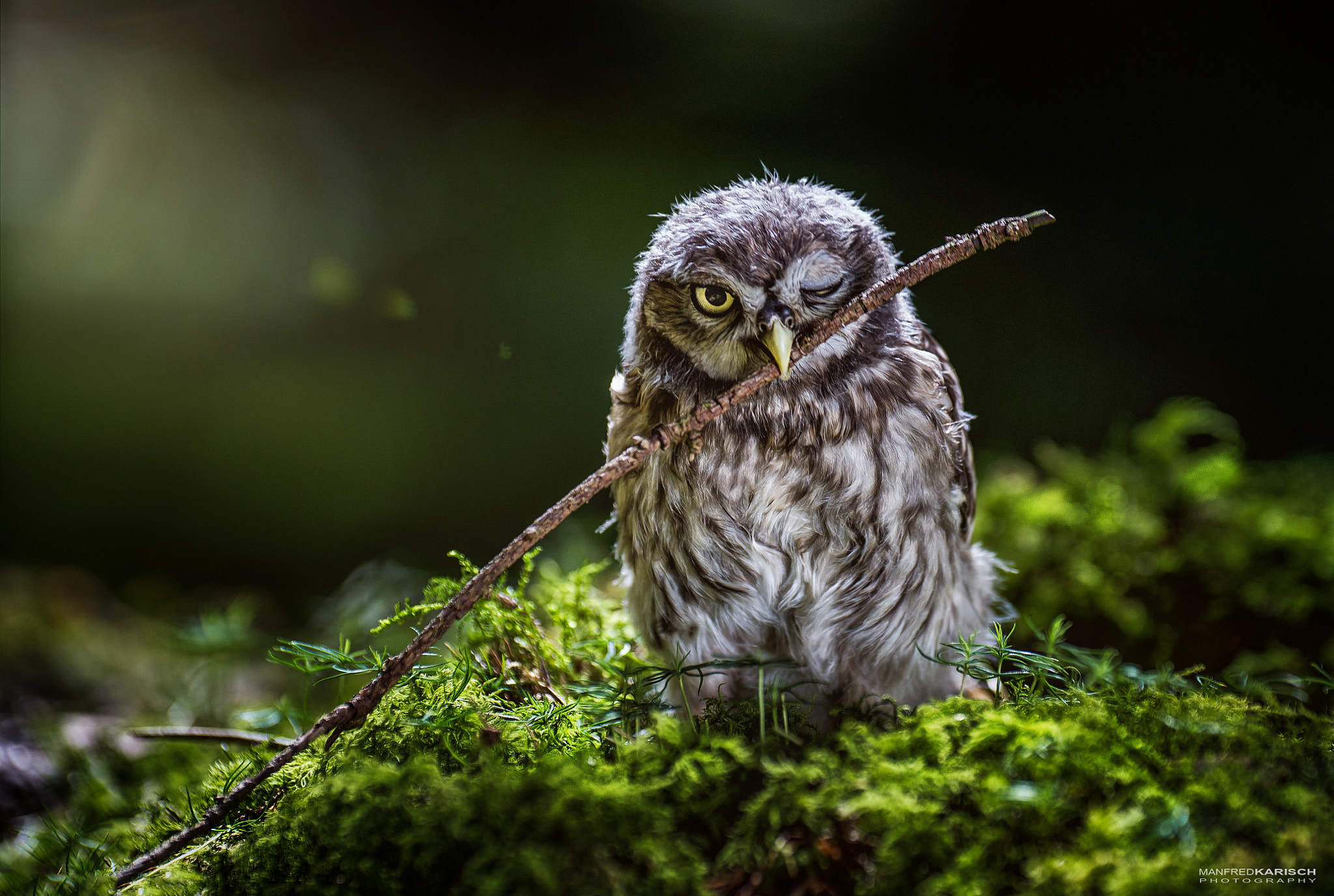 Canon EF 200mm F2.8L II USM sample photo. The lord of the forrest photography