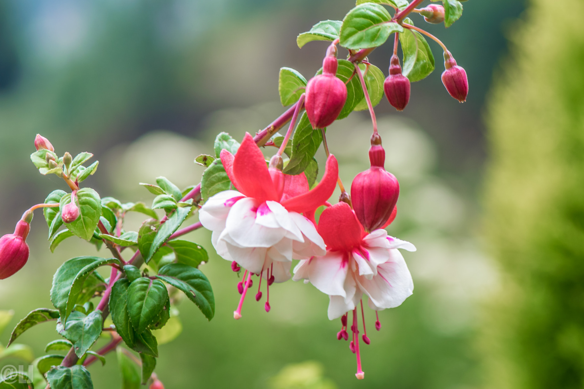 Nikon AF-S Micro-Nikkor 105mm F2.8G IF-ED VR sample photo. Eardrops flower photography