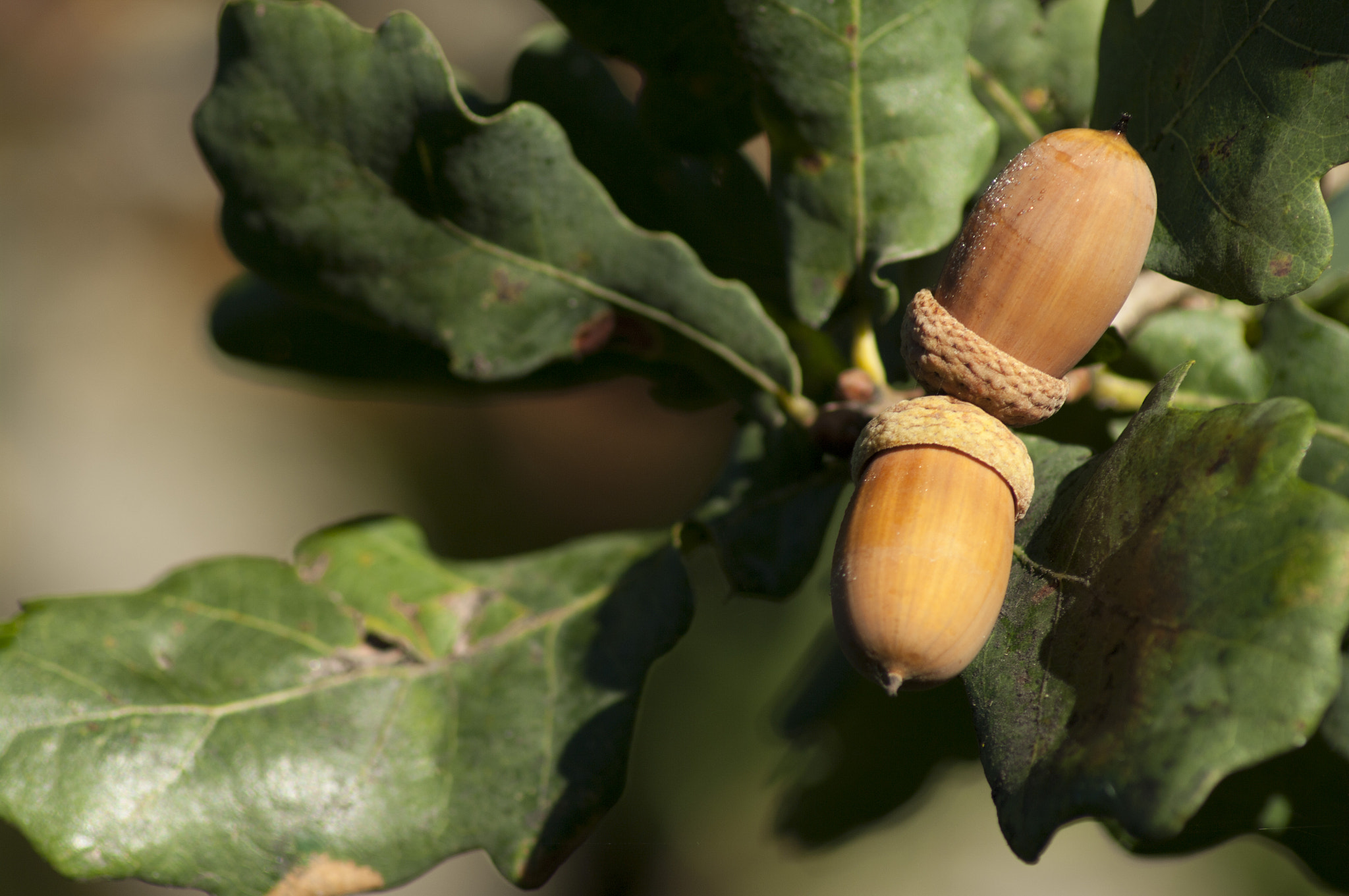 Pentax K20D + Tamron AF 70-300mm F4-5.6 Di LD Macro sample photo. Acorn photography