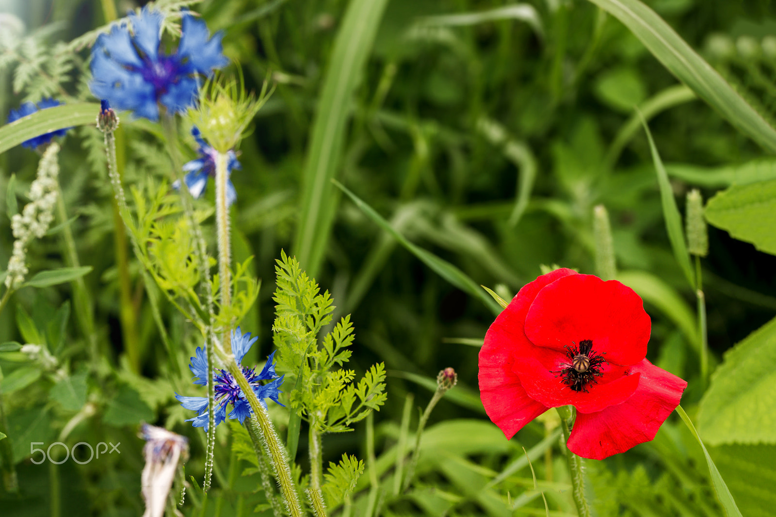 Sony a99 II + 105mm F2.8 sample photo. Poppy with cornflowers photography
