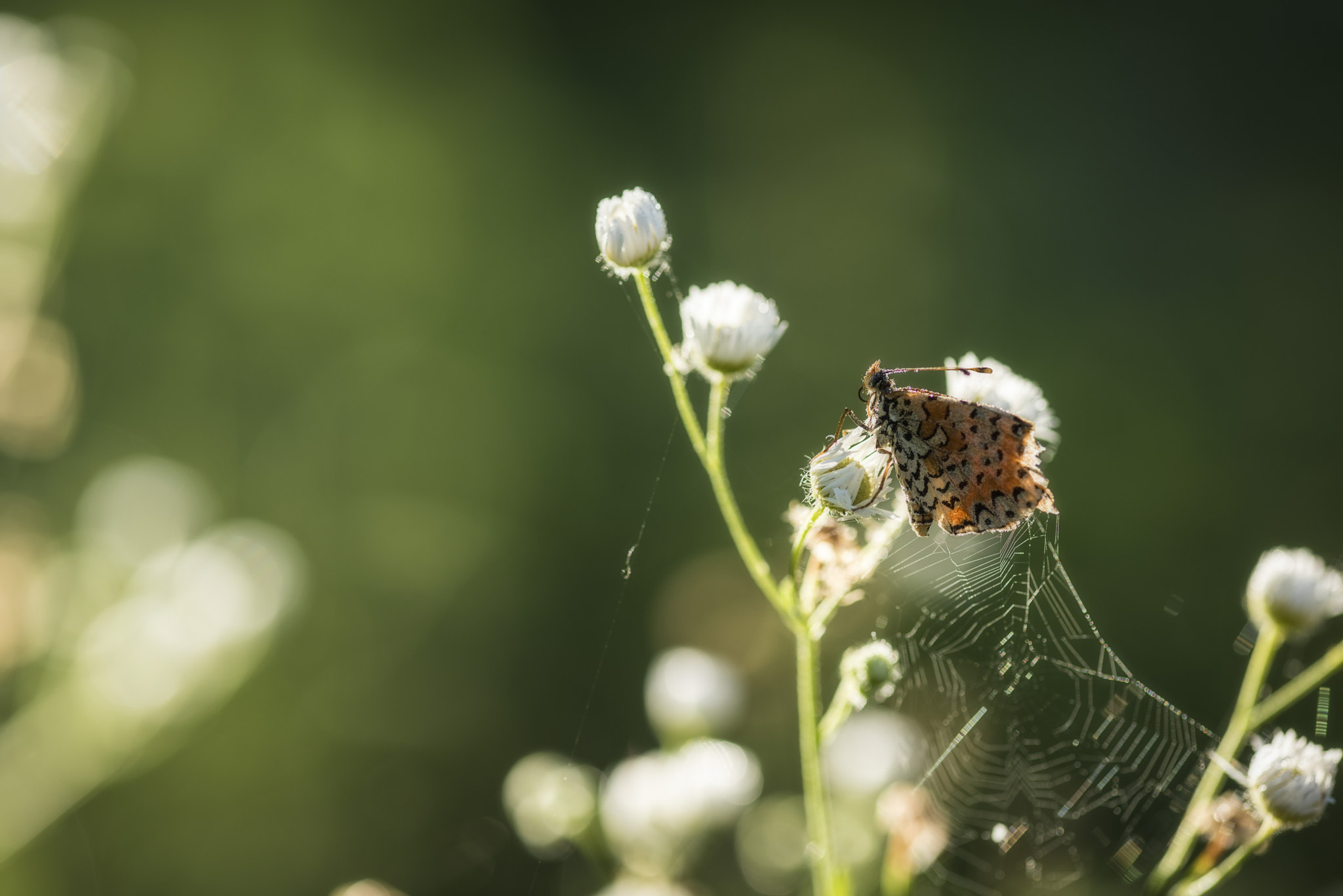 ZEISS Milvus 100mm F2 Macro sample photo. Greet the light photography