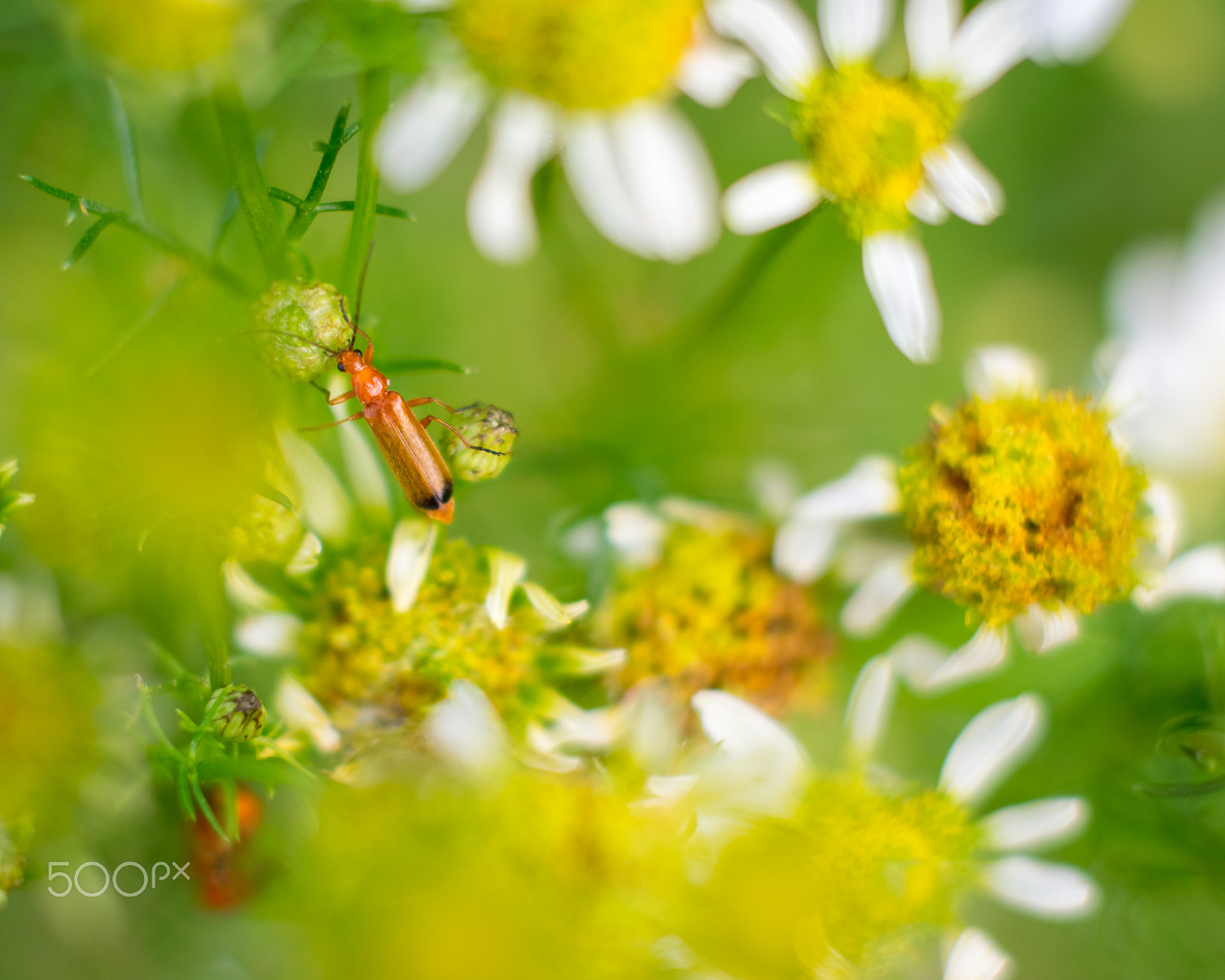 Nikon D5300 + Sigma 50mm F1.4 EX DG HSM sample photo. A secret bug's life photography