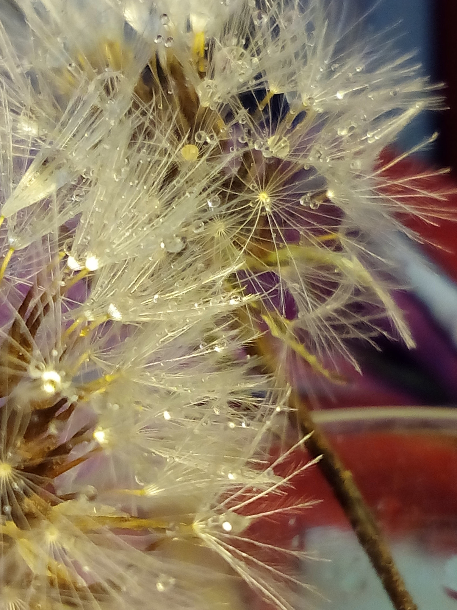 bq Aquaris E5 HD sample photo. Diente de leon photography