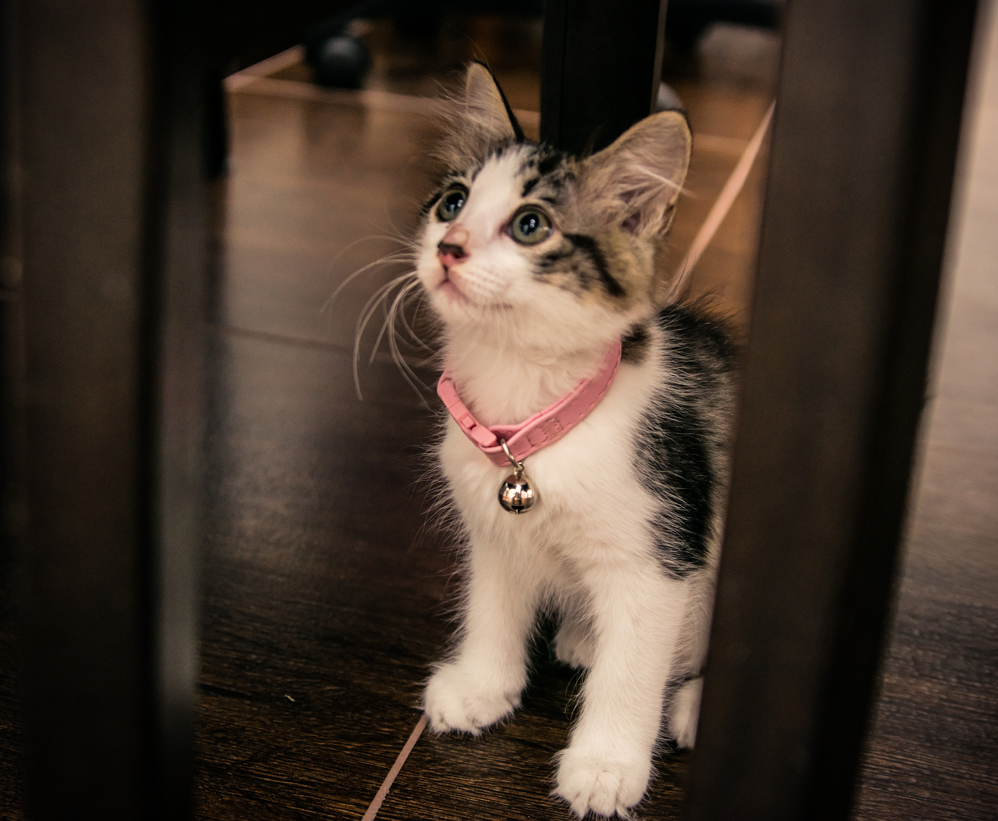 Nikon D5300 + Tamron AF 28-75mm F2.8 XR Di LD Aspherical (IF) sample photo. Mao the kitty photography