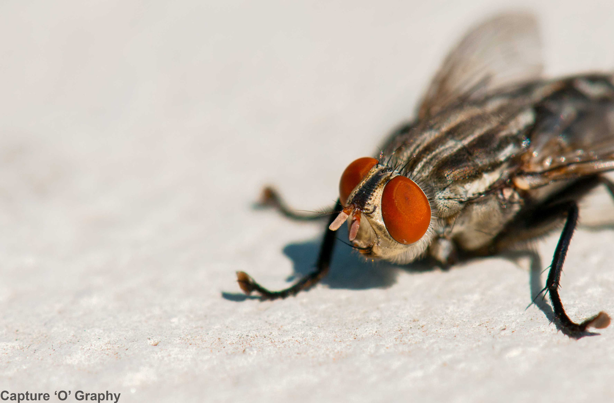 Housefly - Compound Eyes