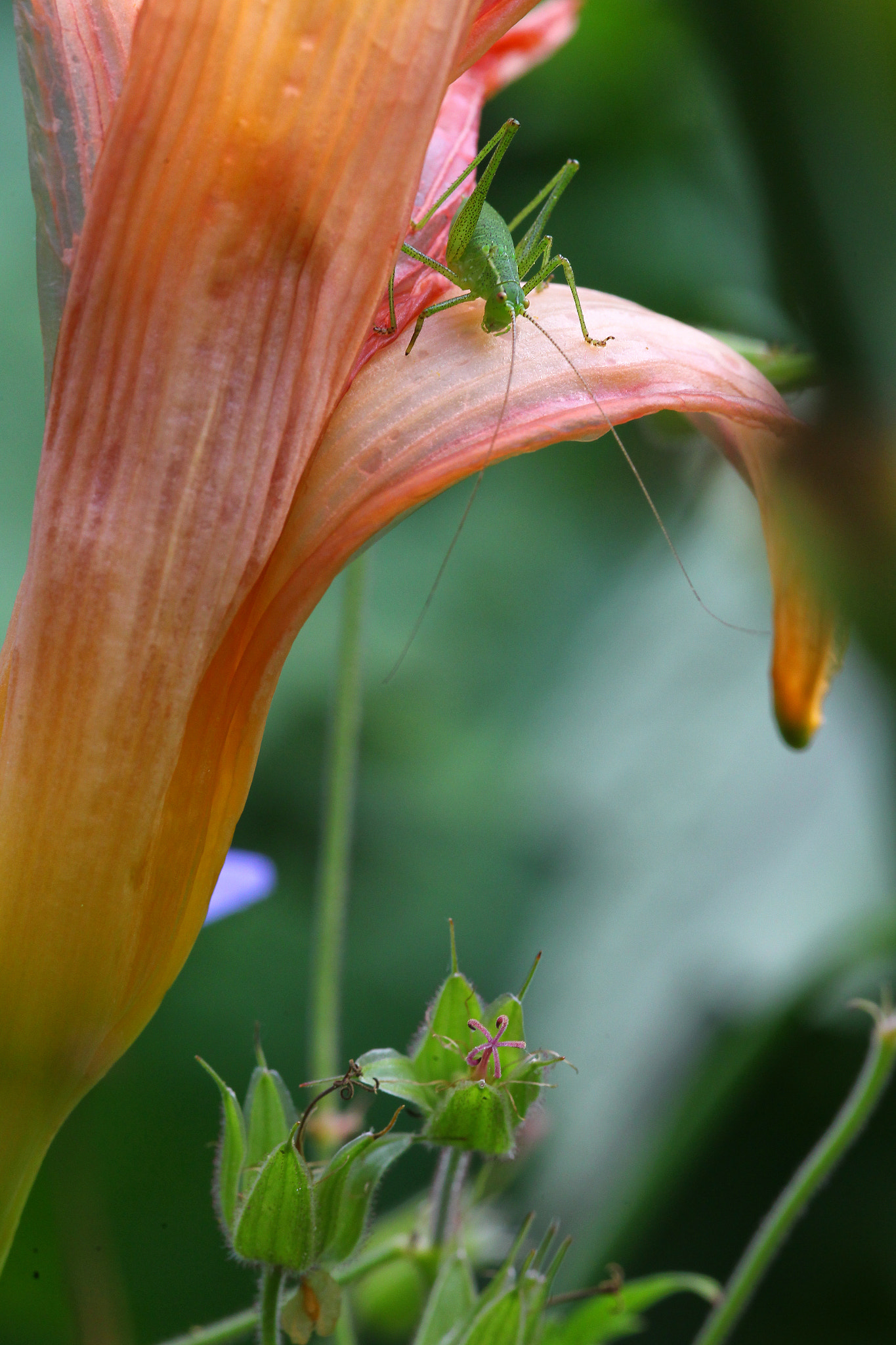 Sigma 105mm F2.8 EX DG Macro sample photo. Grasshopper photography
