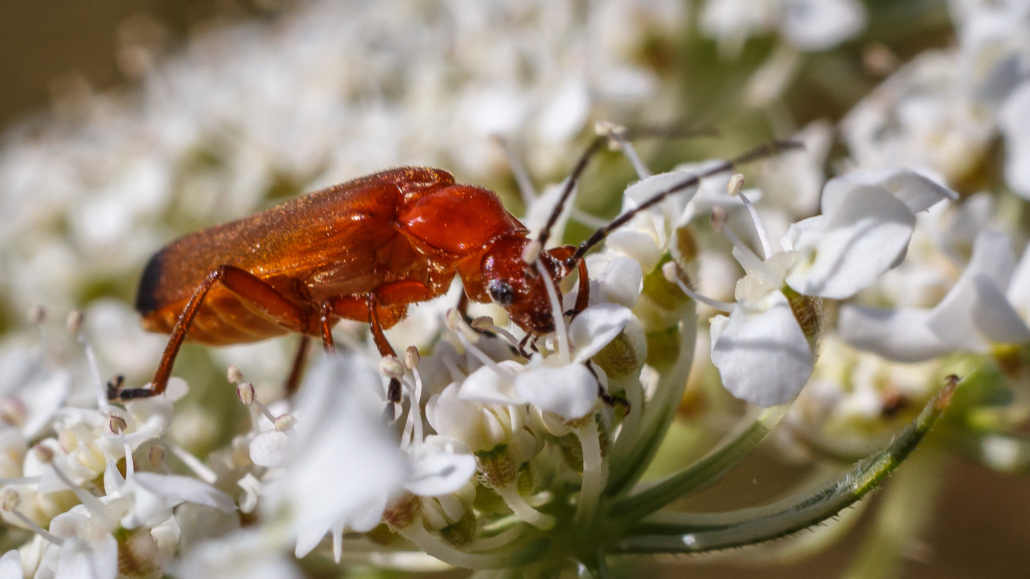 Canon EOS 700D (EOS Rebel T5i / EOS Kiss X7i) + Canon EF 50mm f/1.8 sample photo. Red soldier beetle photography