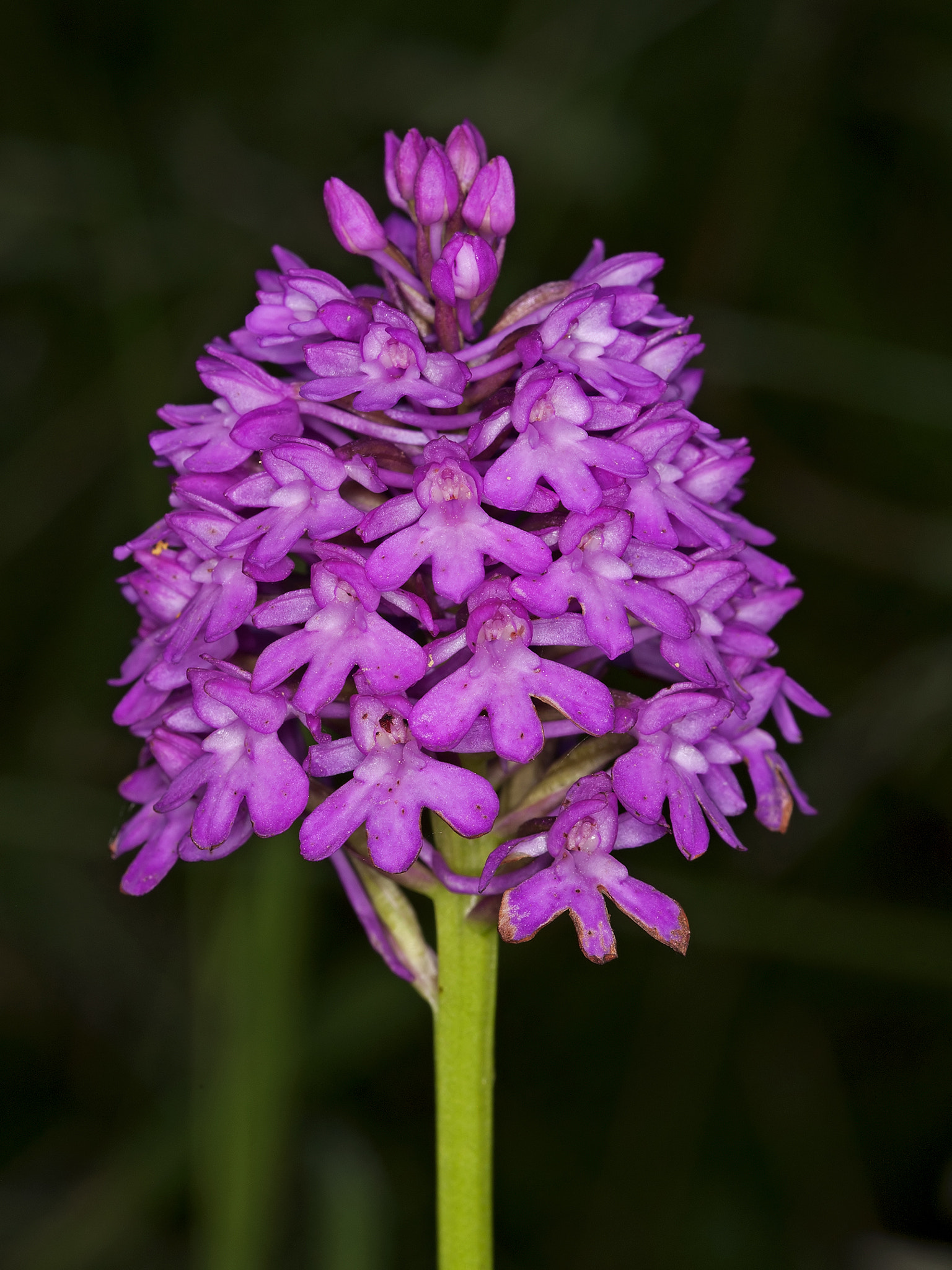 Canon EOS-1D Mark III sample photo. 27521051243.jpg photography