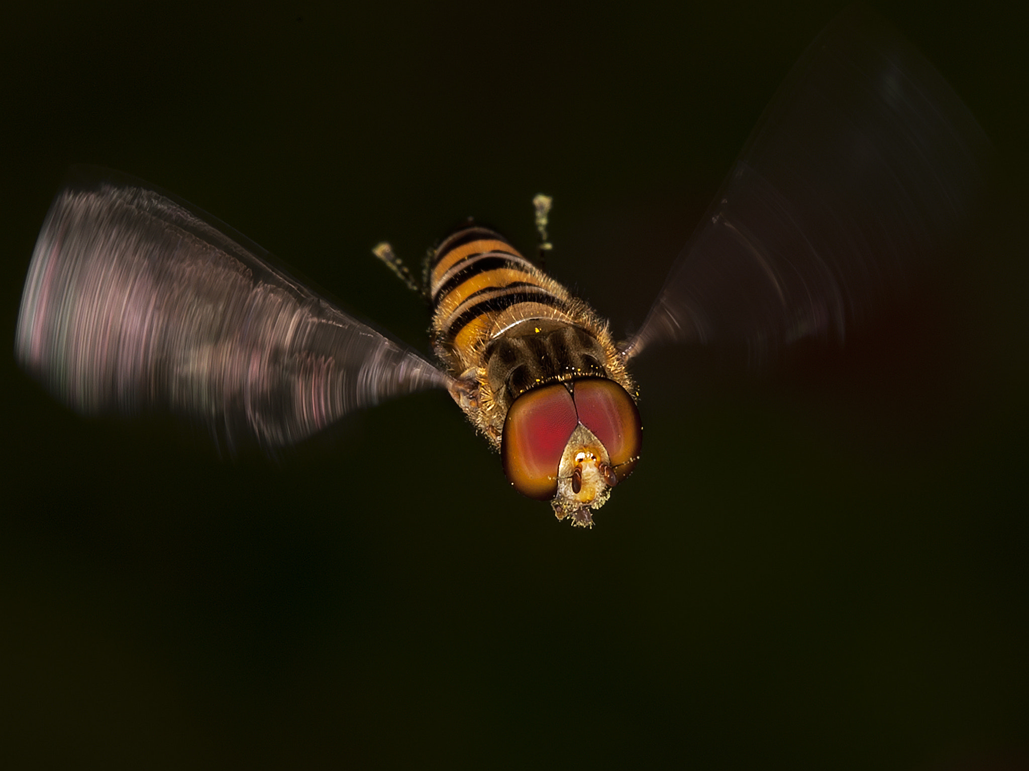 Canon EOS-1D Mark III sample photo. 28085644450.jpg photography