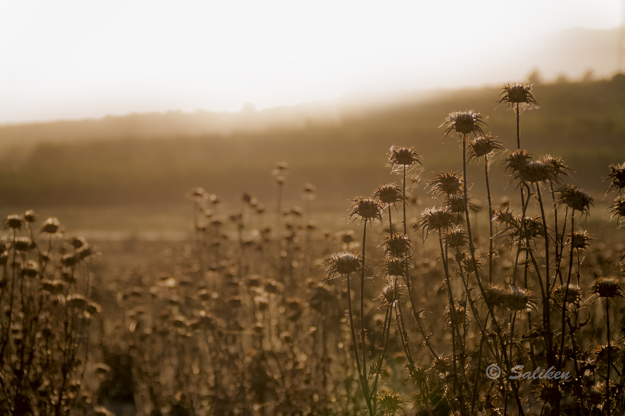 Canon EF 75-300mm F4.0-5.6 IS USM sample photo. Atardecer photography