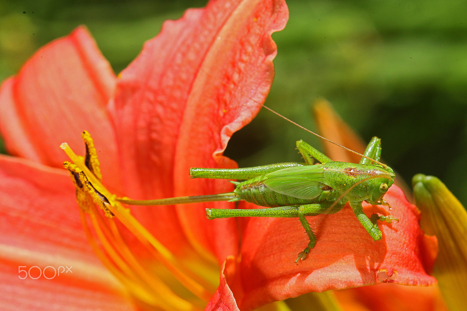 Canon EOS-1D Mark IV + Sigma 105mm F2.8 EX DG Macro sample photo. Big grasshopper photography