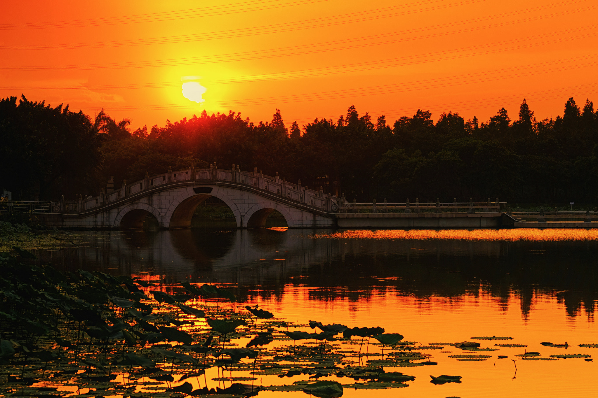 Fujifilm X-Pro2 + XF50-140mmF2.8 R LM OIS WR + 1.4x sample photo. Lotus pond sunset photography