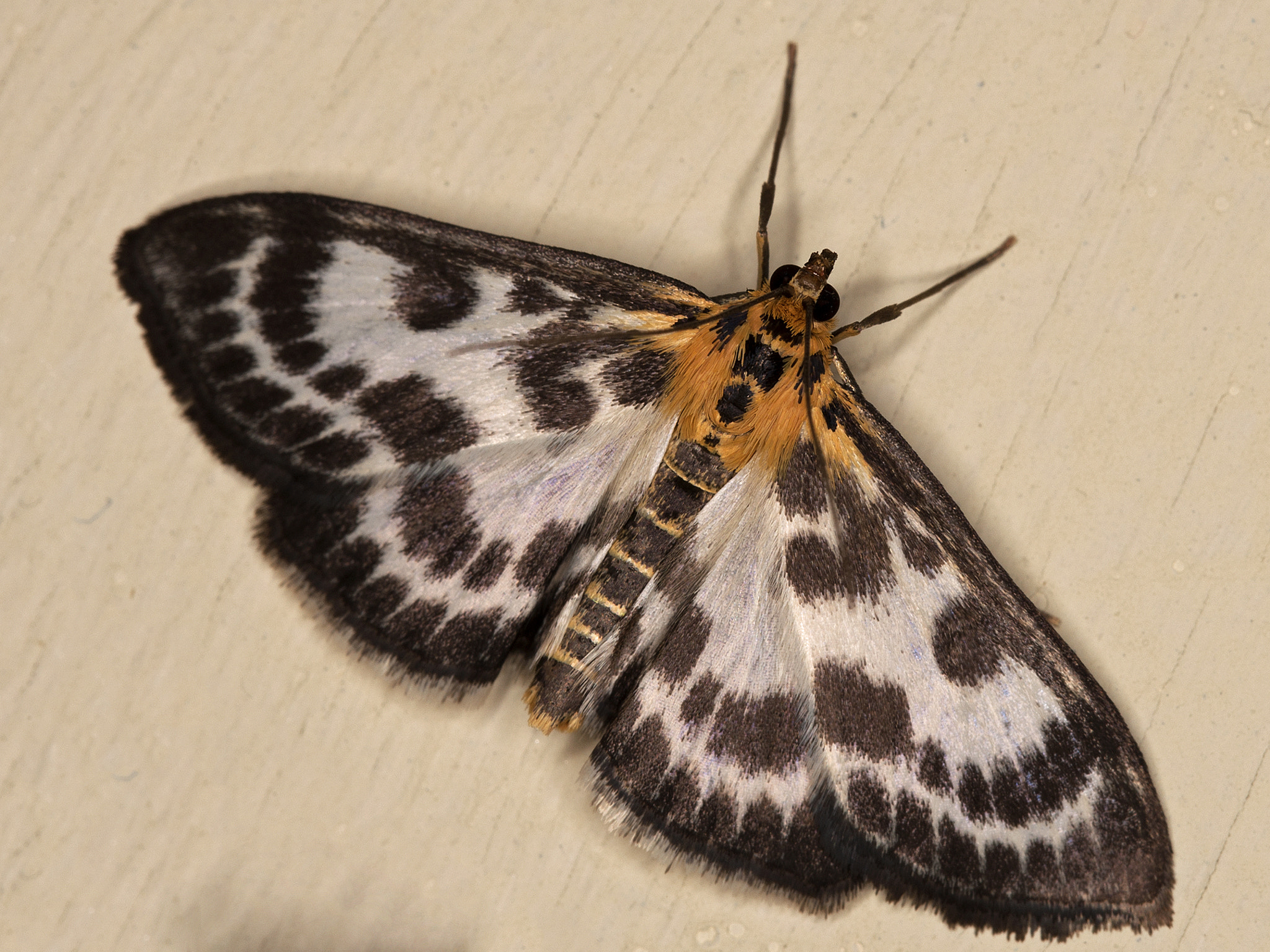 Canon EOS-1D Mark III sample photo. 27752589864.jpg photography