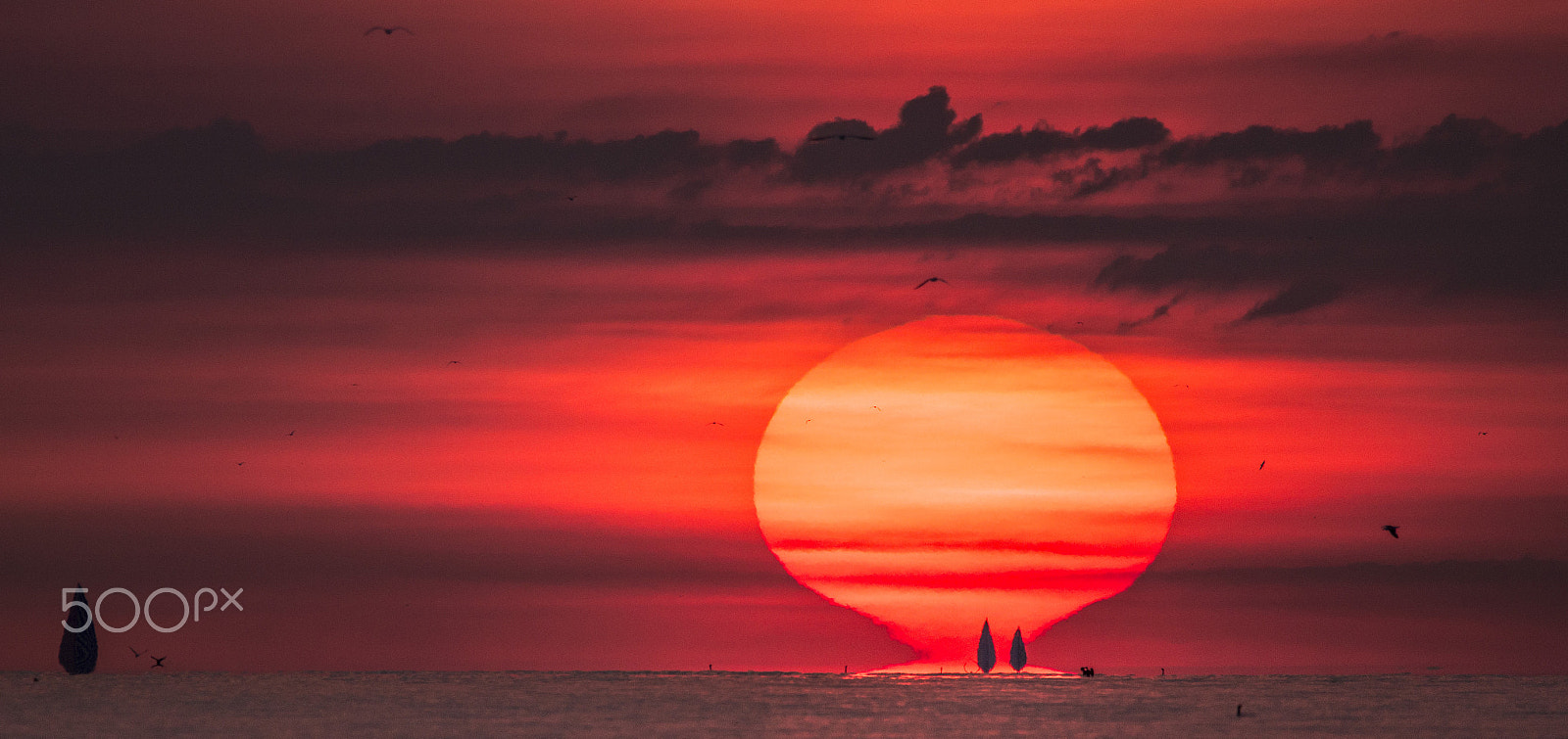 Sigma 150-600mm F5-6.3 DG OS HSM | C sample photo. Rise photography