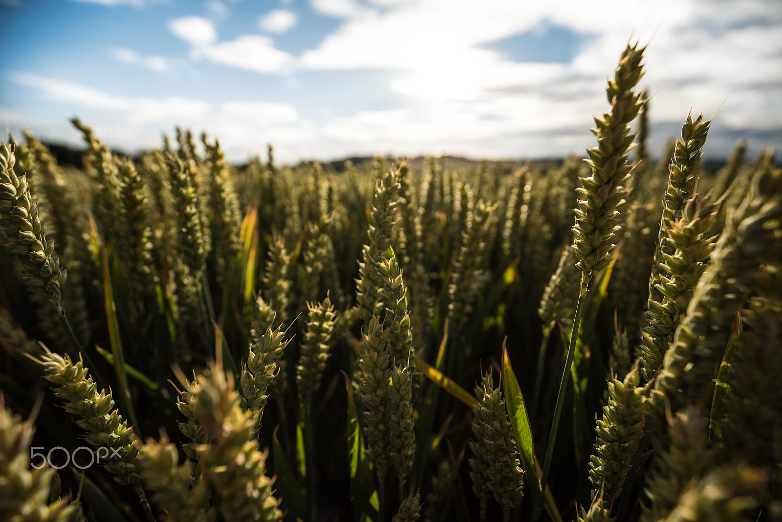 Sony a7S + Sony 70-400mm F4-5.6 G SSM sample photo. Summer fields photography