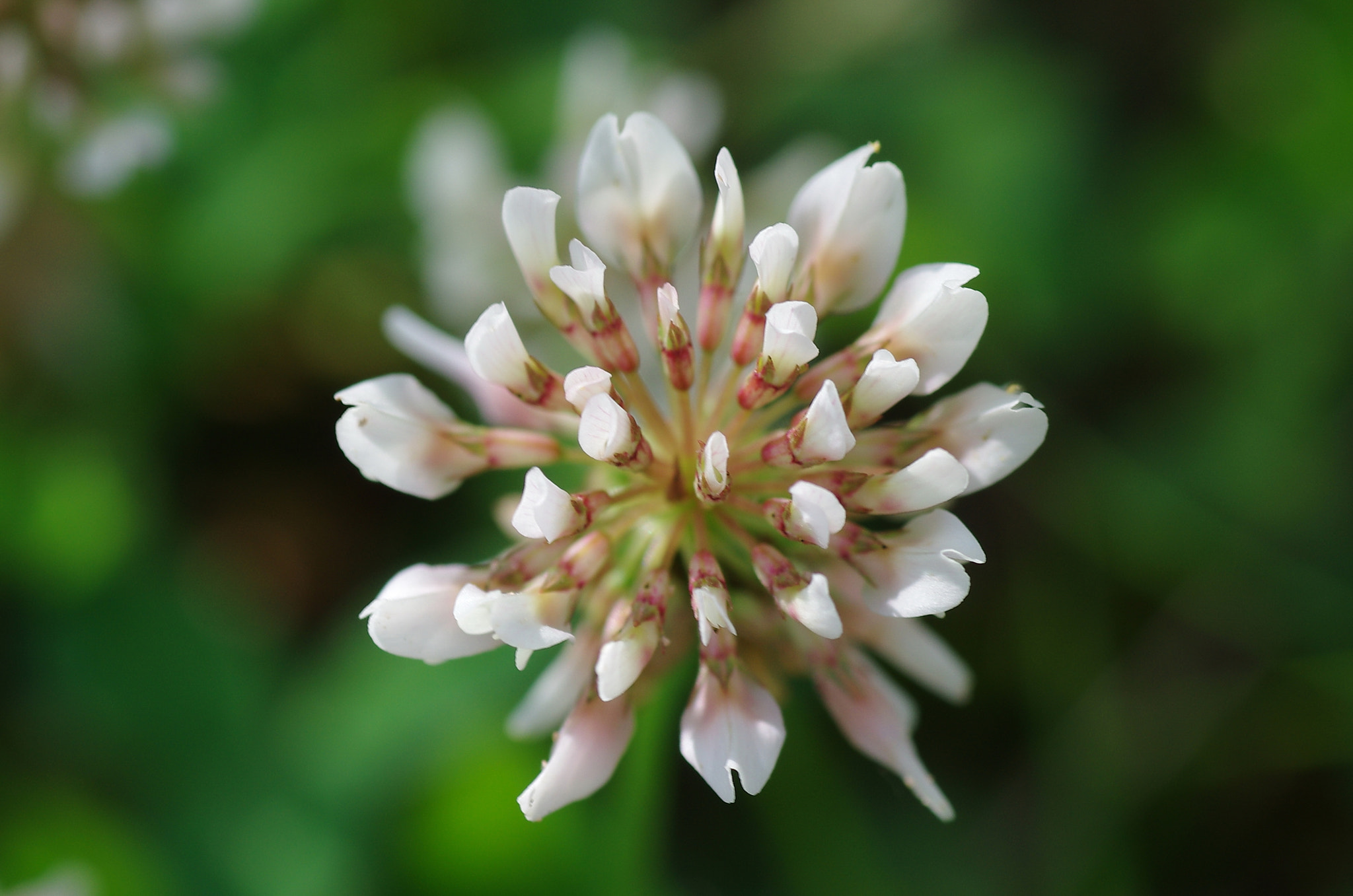 Tamron SP AF 90mm F2.8 Di Macro sample photo. Emerging photography