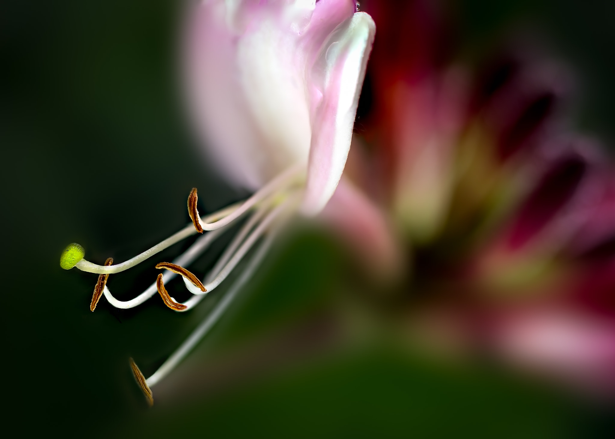 Canon EOS 6D + Sigma 105mm F2.8 EX DG Macro sample photo. Lonicera-2 photography