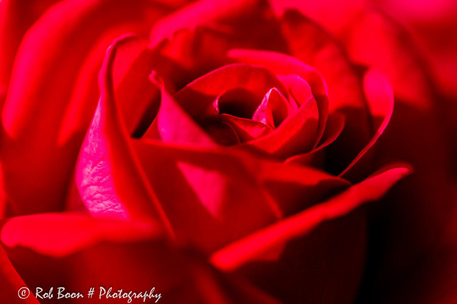 Canon EOS 5DS + Canon EF 100mm F2.8L Macro IS USM sample photo. Rose photography