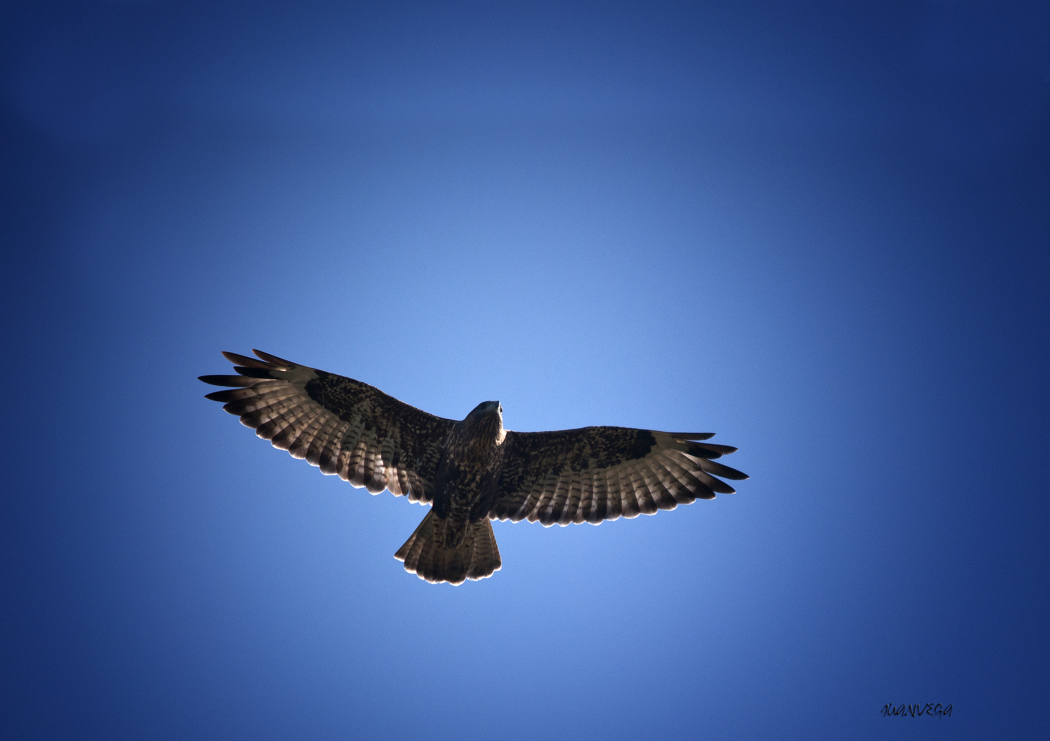 Sigma 150-500mm F5-6.3 DG OS HSM sample photo. Ratonero photography