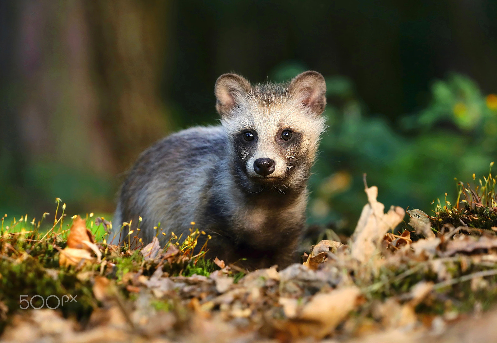 Canon EOS 80D + Canon EF 70-200mm F4L USM sample photo. Raccoon doggy nyctereutes procyonoides photography