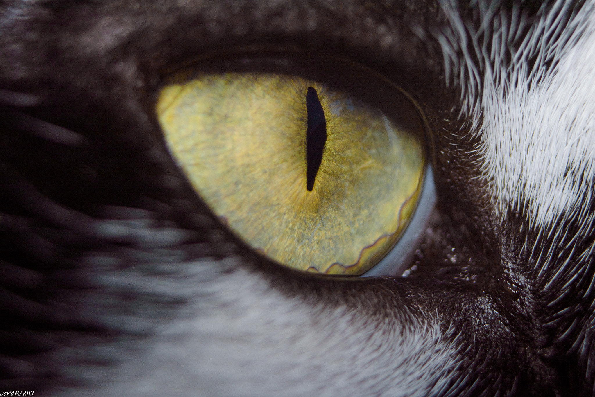 AF Zoom-Nikkor 28-70mm f/3.5-4.5D sample photo. Cat eye photography