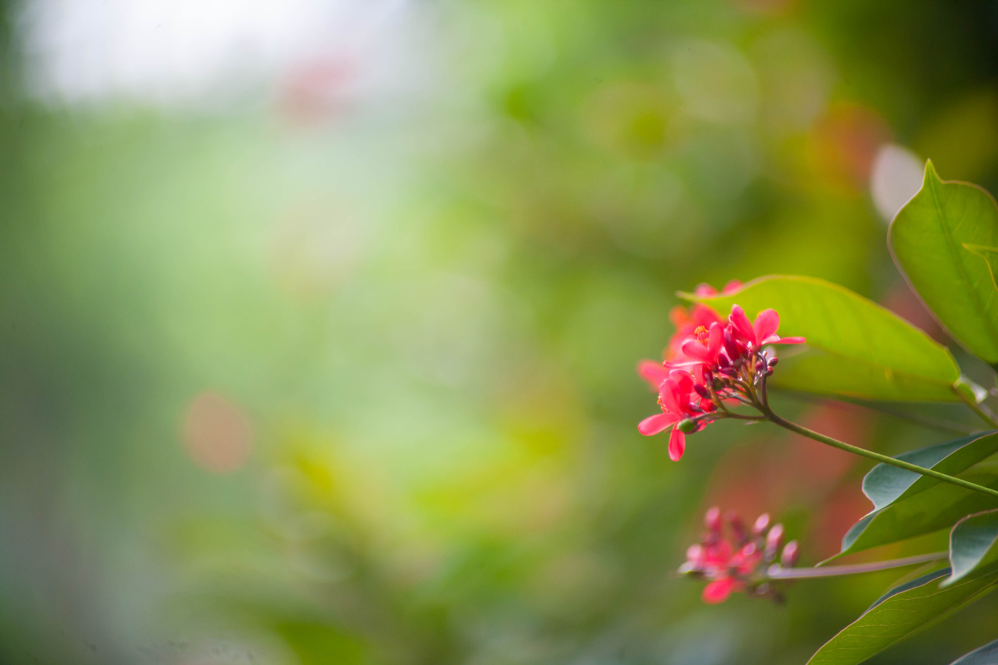Canon EF 70-210mm f/4 sample photo
