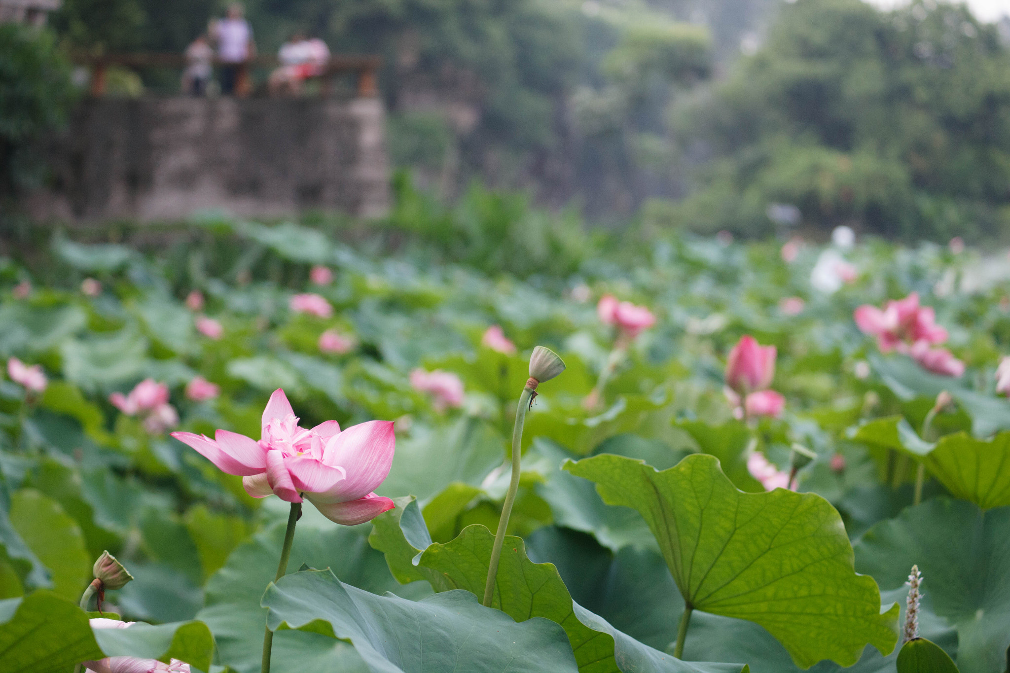 Canon EF 70-210mm f/4 sample photo