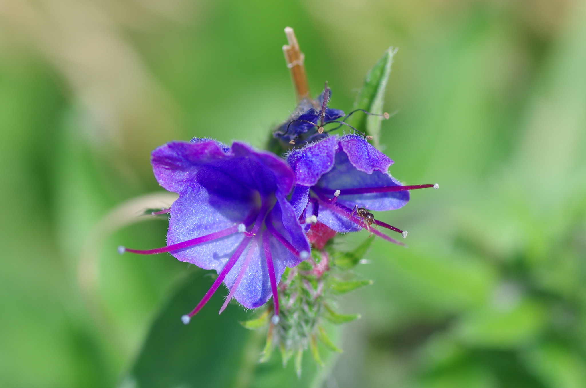 Tamron SP AF 90mm F2.8 Di Macro sample photo. Exploring photography