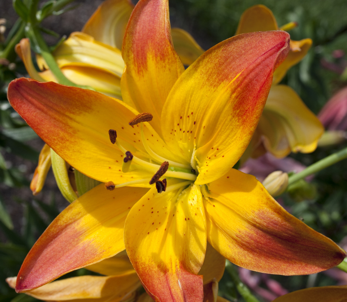 Nikon D90 + Nikon AF-S Nikkor 28mm F1.8G sample photo. Asiatic lily 1 photography