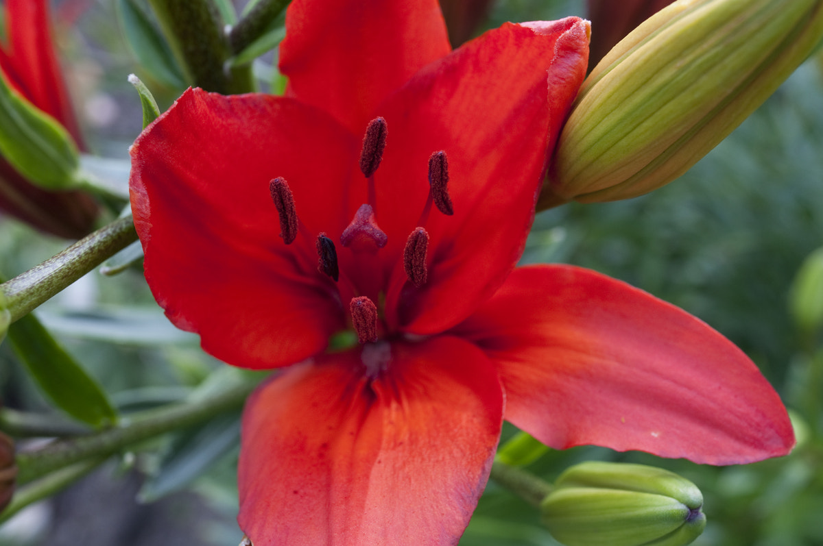 Nikon D90 + Nikon AF-S Nikkor 28mm F1.8G sample photo. Asiatic lily 2 photography