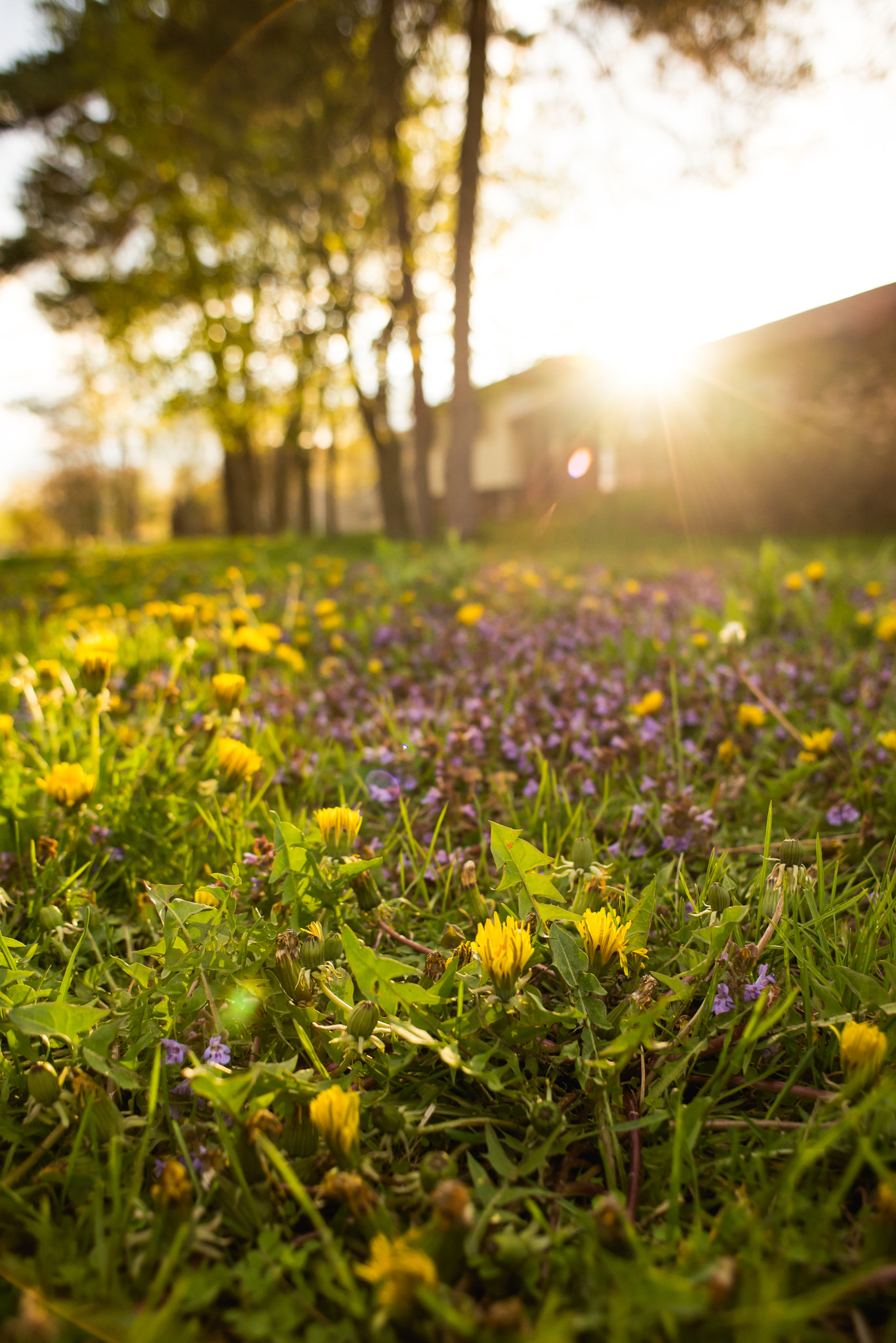 Nikon D610 + Nikon AF Nikkor 24mm F2.8D sample photo. Summer feels. photography