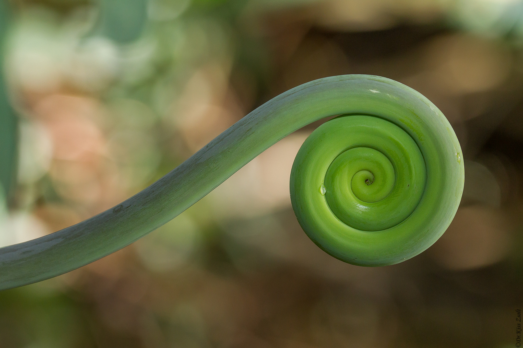 Canon EOS-1D Mark IV sample photo. Giant fern frond photography