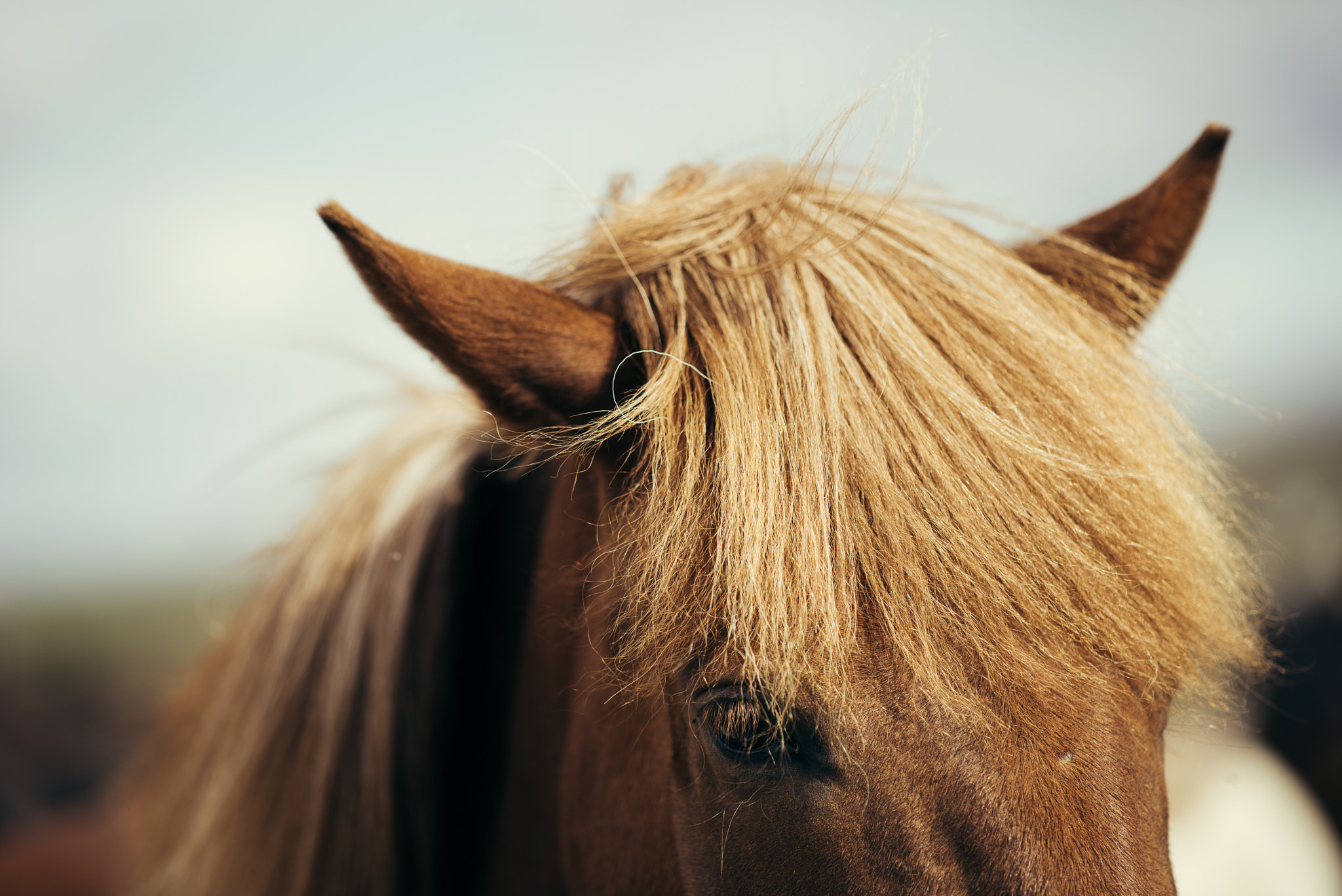 Nikon D810 + ZEISS Apo Sonnar T* 135mm F2 sample photo. Icelandic horse photography