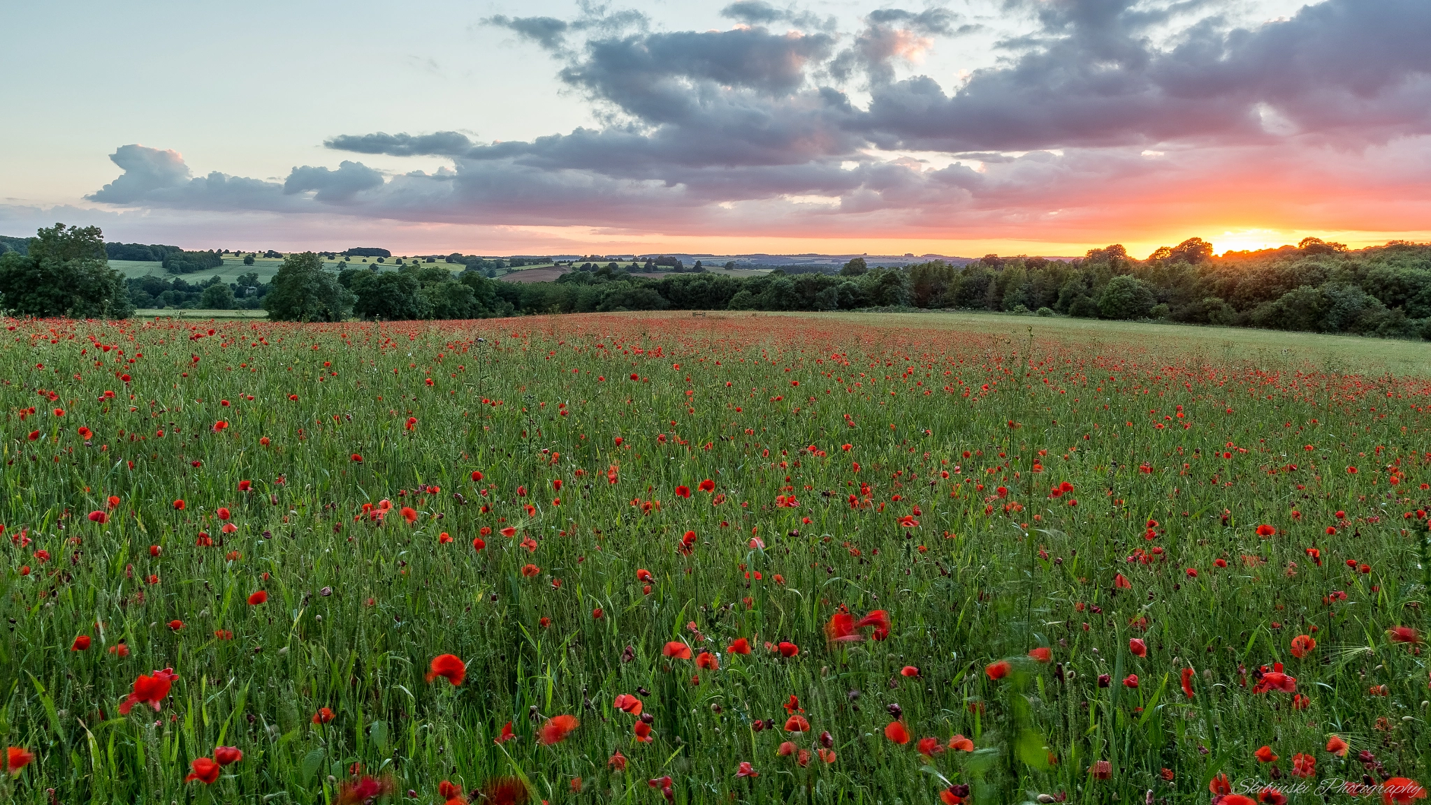 Canon EF 17-40mm F4L USM sample photo. Poppy sunset photography